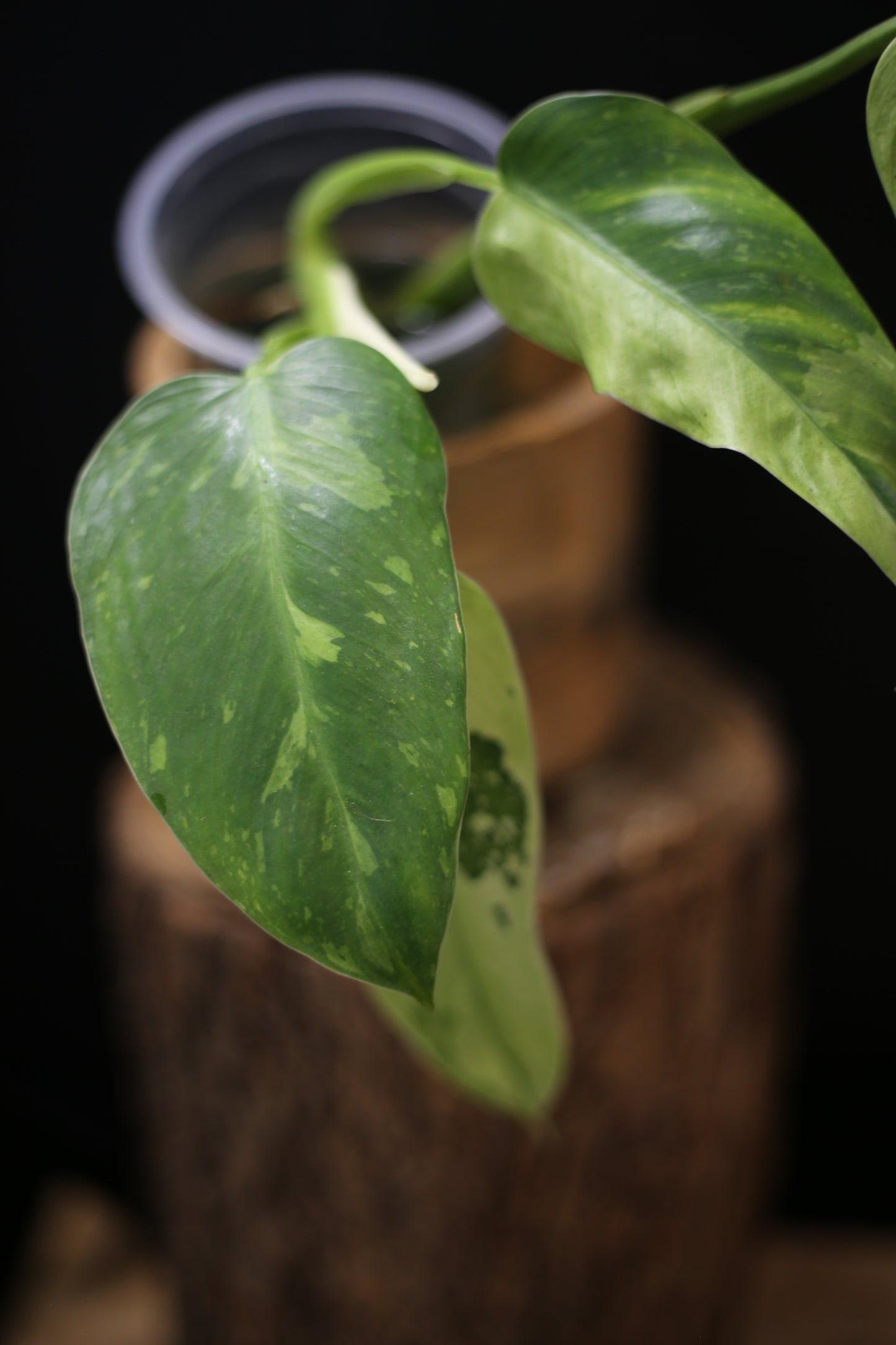 Philodendron Jose Buono Variegated - Multi color Cream Variegation