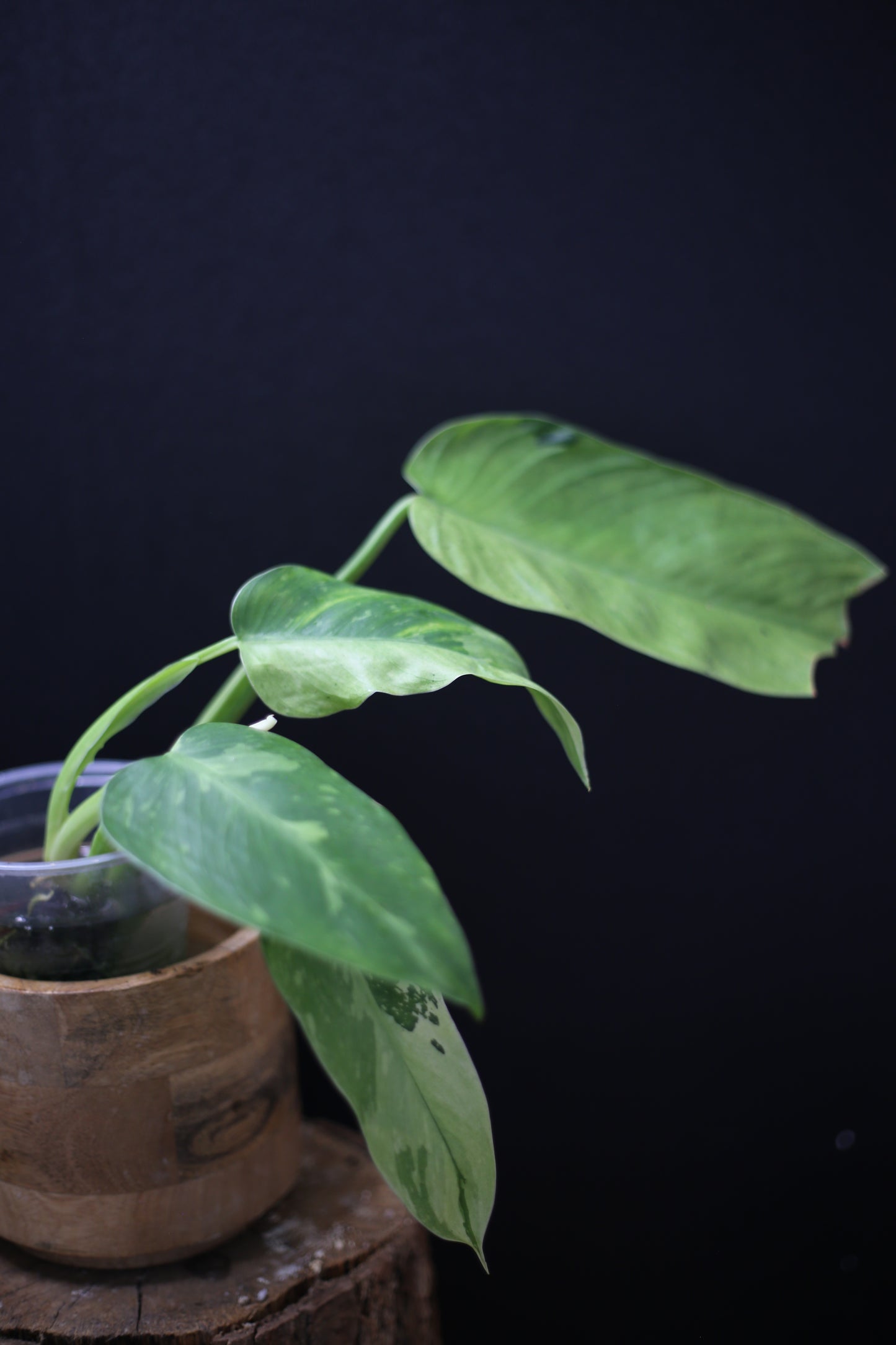 Philodendron Jose Buono Variegated - Multi color Cream Variegation