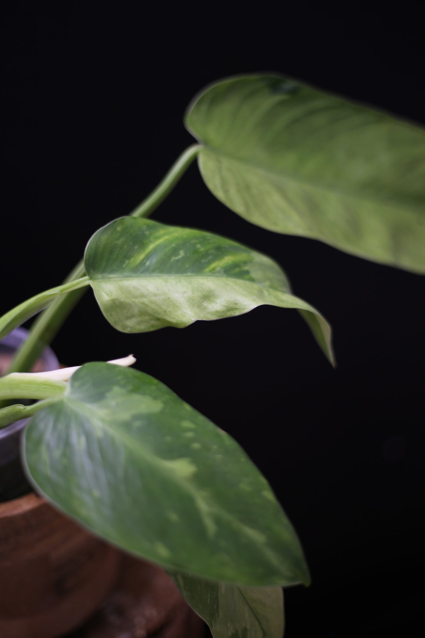 Philodendron Jose Buono Variegated - Multi color Cream Variegation