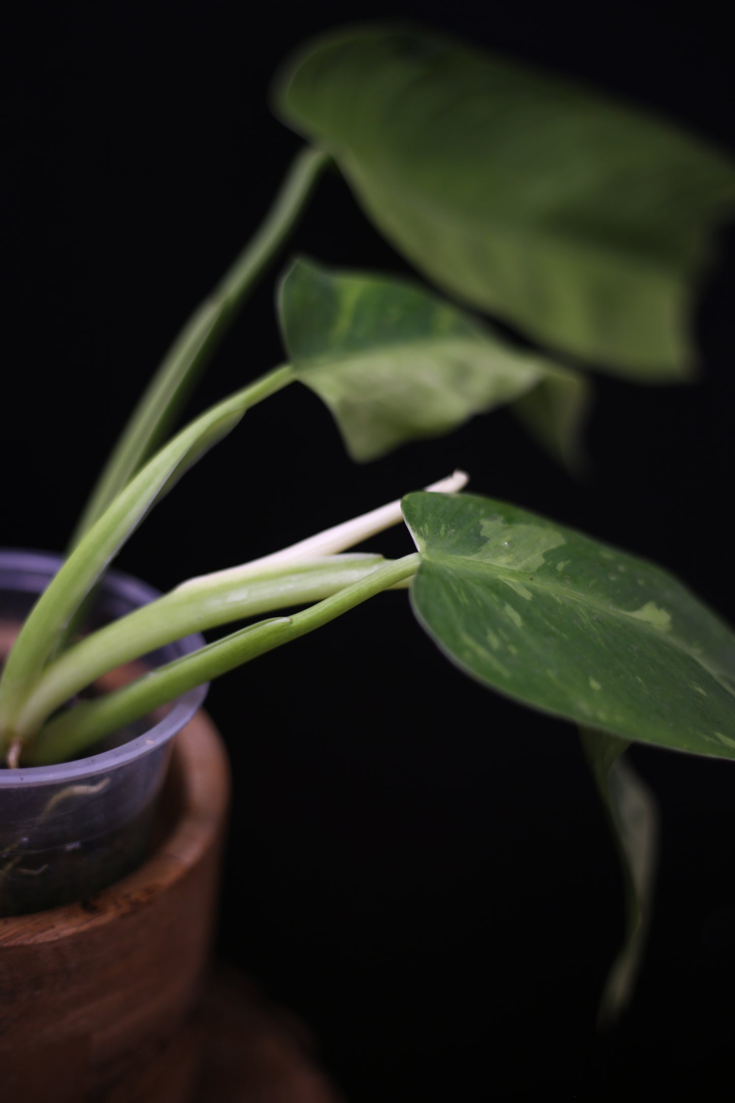 Philodendron Jose Buono Variegated - Multi color Cream Variegation