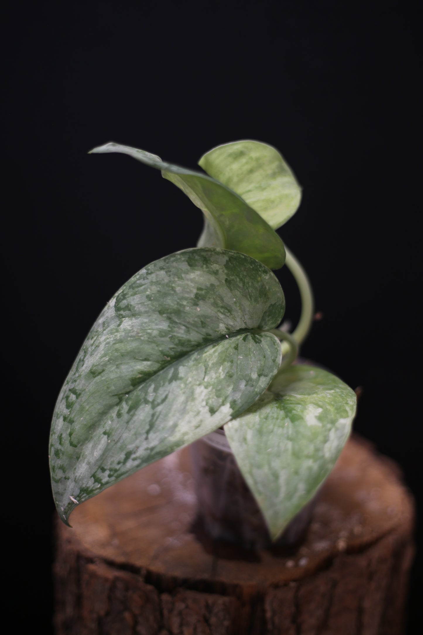 Scindapsus Nirmala: Rare Splash Variegated Aroid