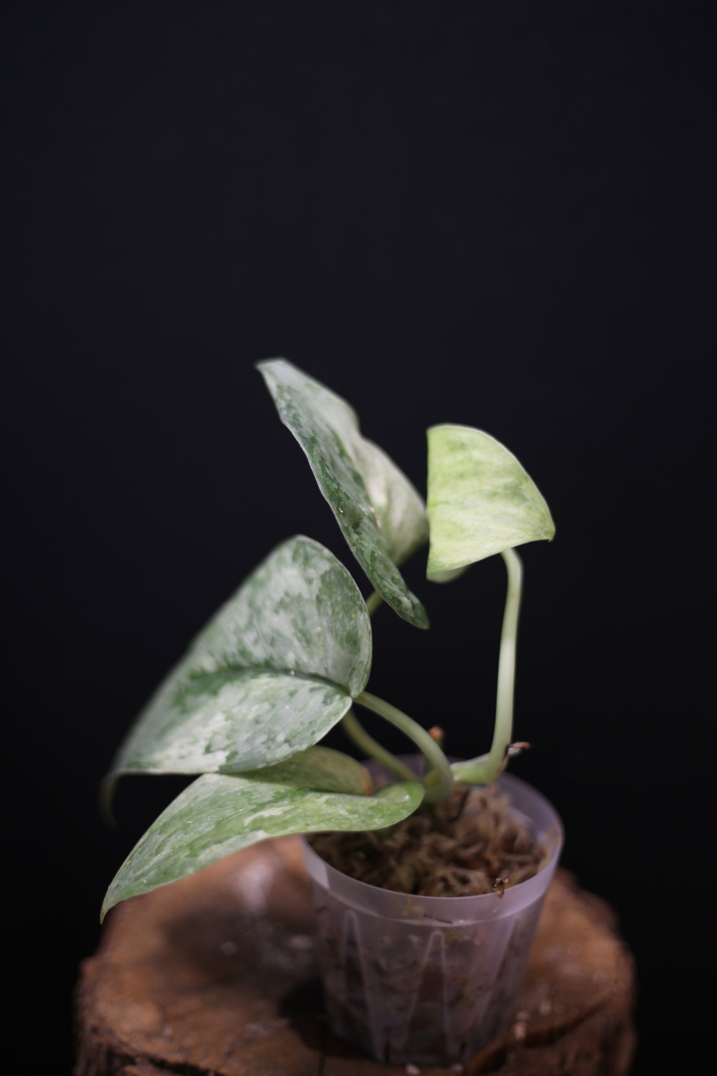 Scindapsus Nirmala: Rare Splash Variegated Aroid