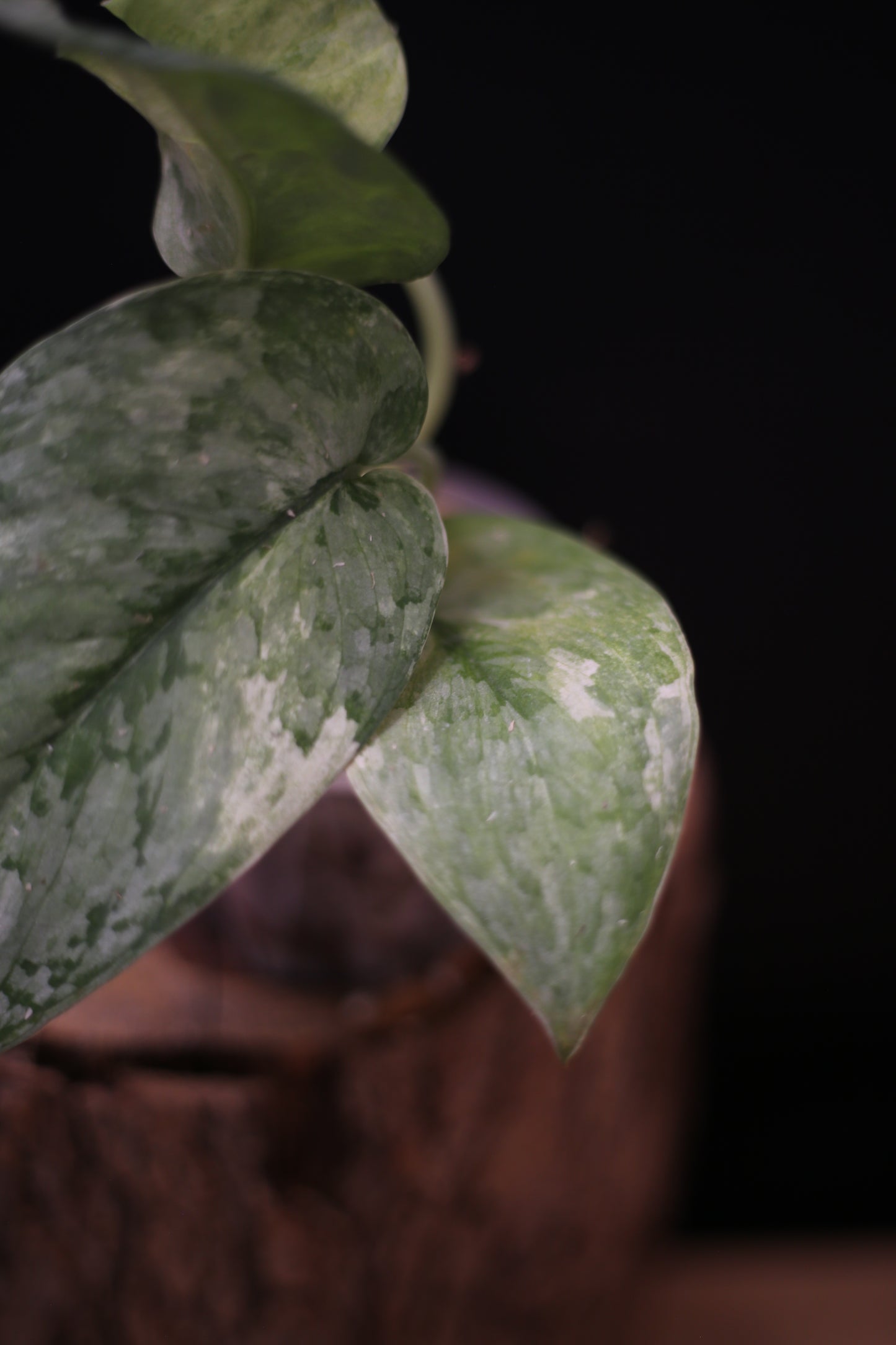 Scindapsus Nirmala: Rare Splash Variegated Aroid
