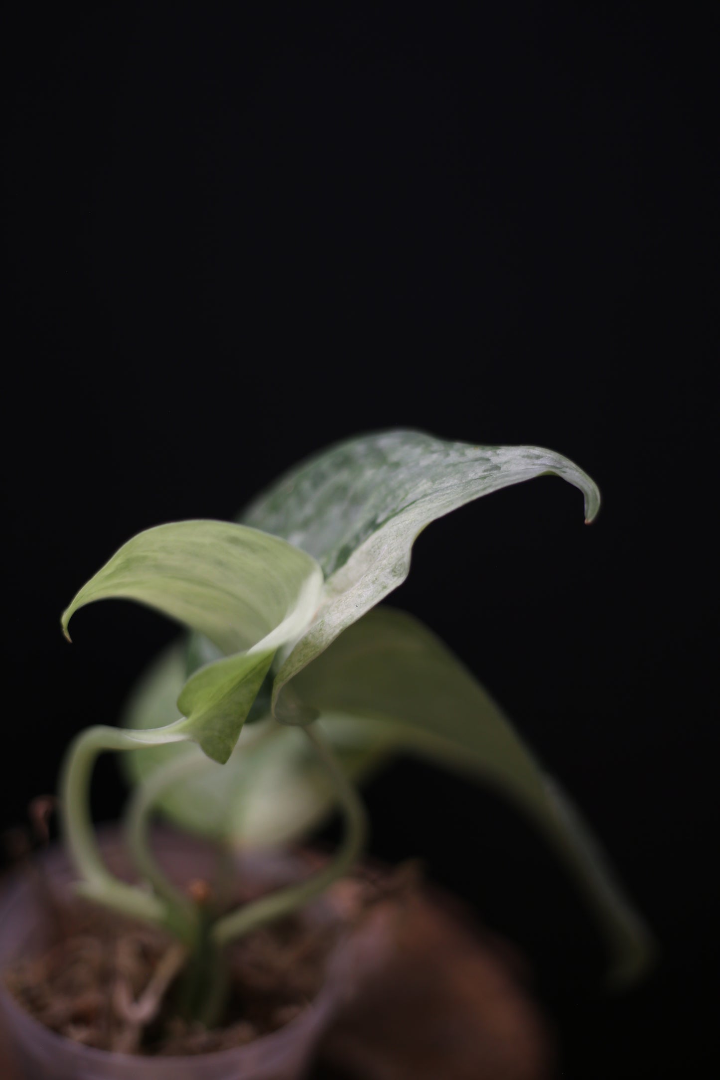 Scindapsus Nirmala: Rare Splash Variegated Aroid