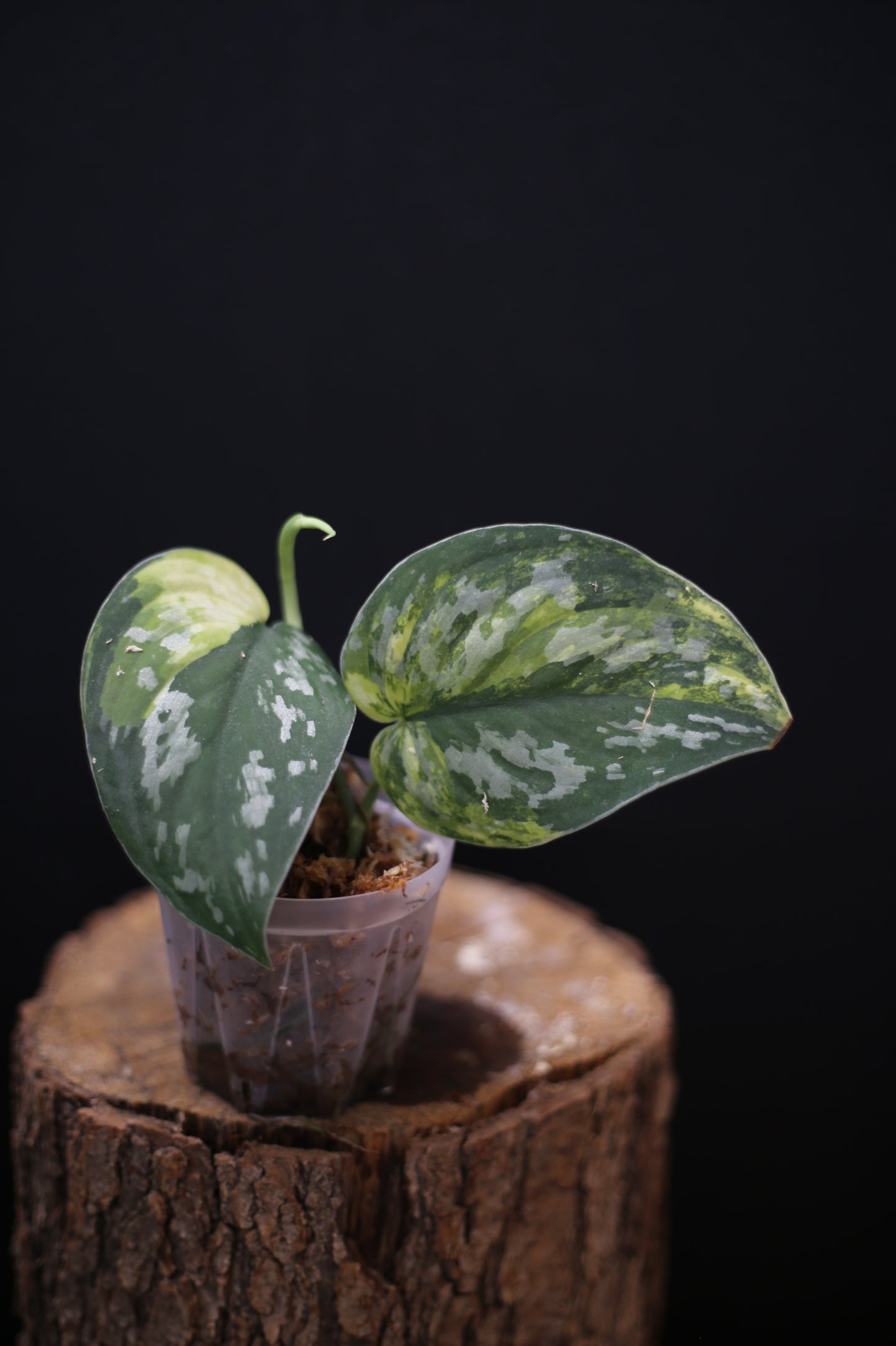Scindapsus Emerald Mist: Silver Speckled Rare Aroid