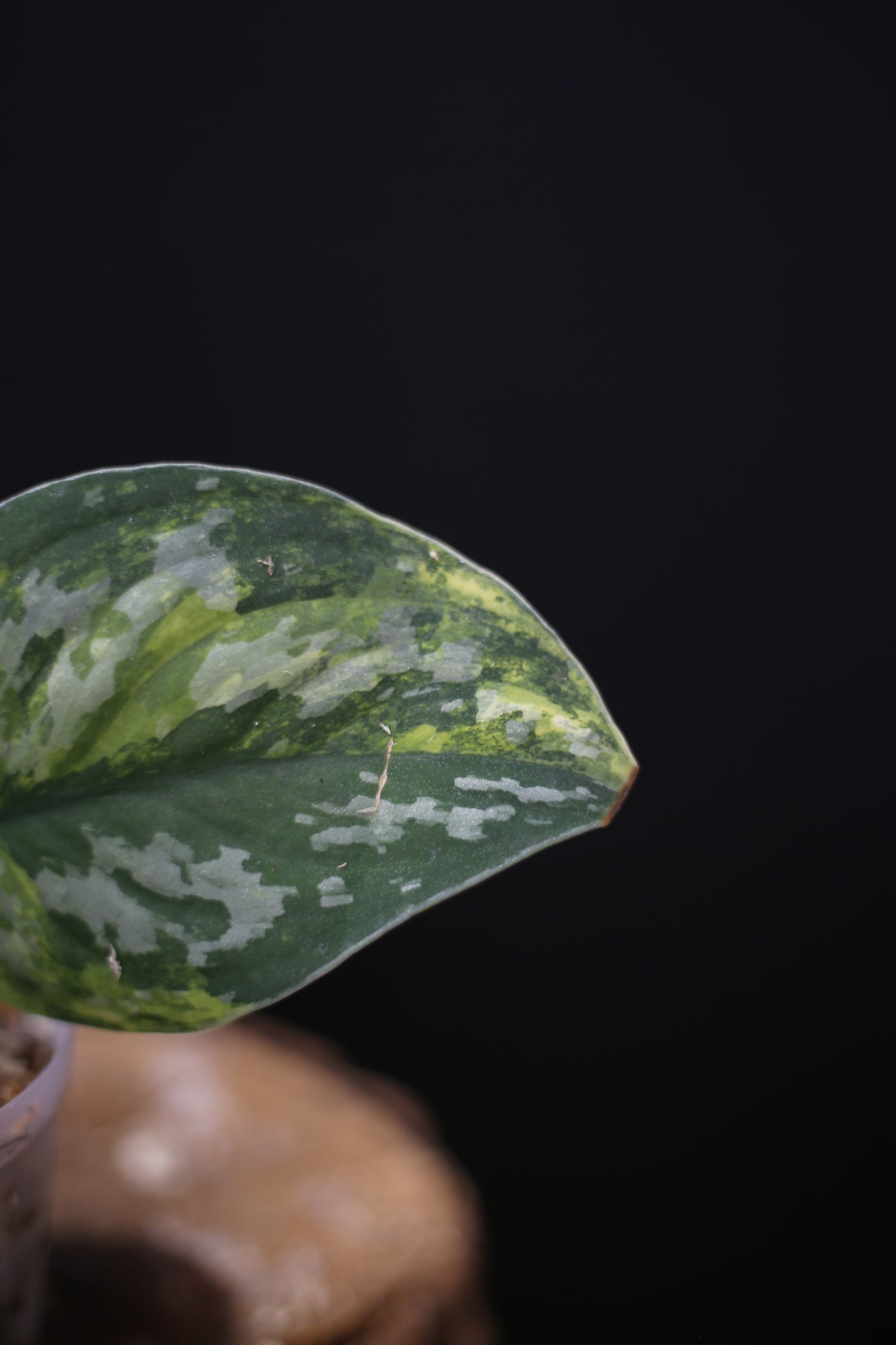 Scindapsus Emerald Mist: Silver Speckled Rare Aroid
