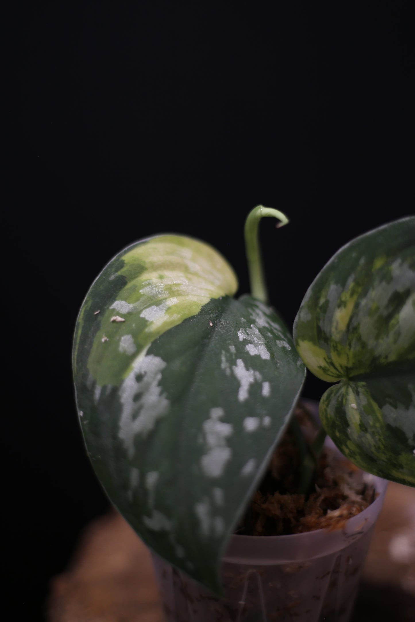 Scindapsus Emerald Mist: Silver Speckled Rare Aroid