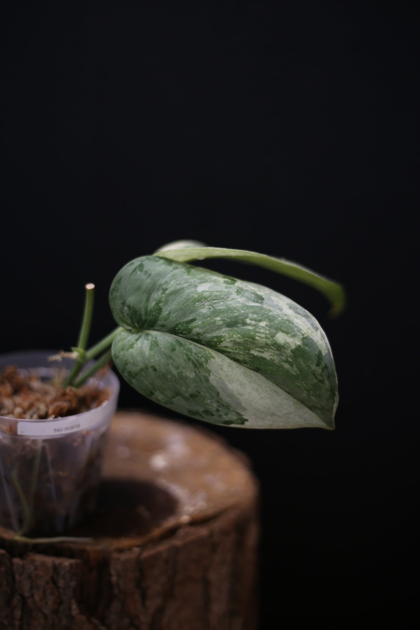 Scindapsus Nirmala | Bold White Splash Foliage