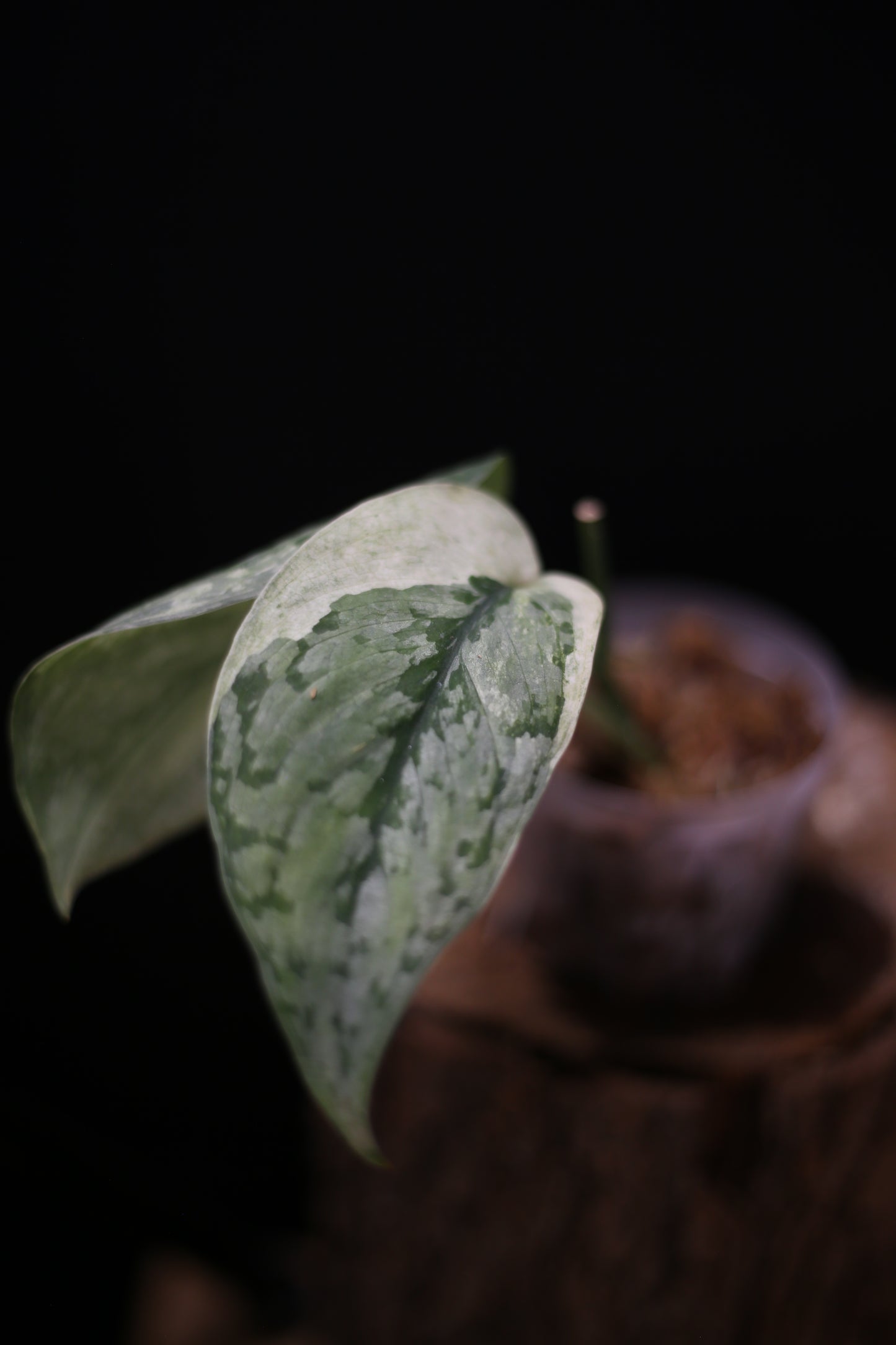 Scindapsus Nirmala | Bold White Splash Foliage
