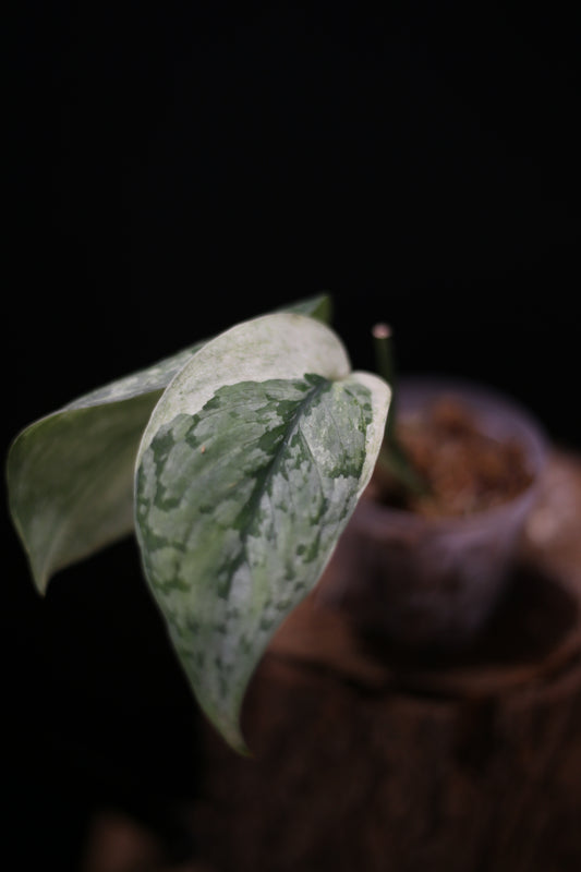 Scindapsus Nirmala | Bold White Splash Foliage