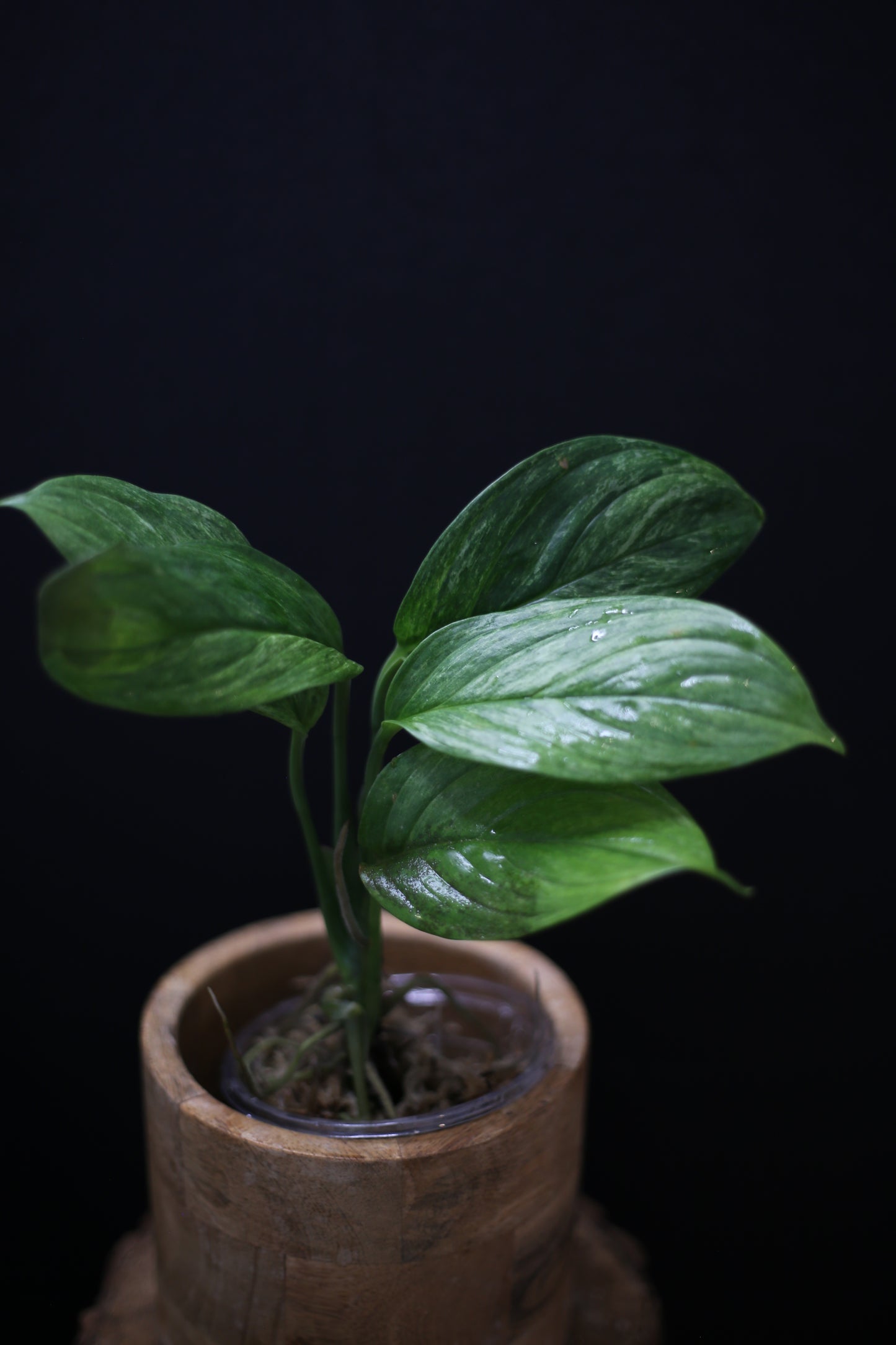 Scindapsus Perakensis Mint: Rare Species Aroid