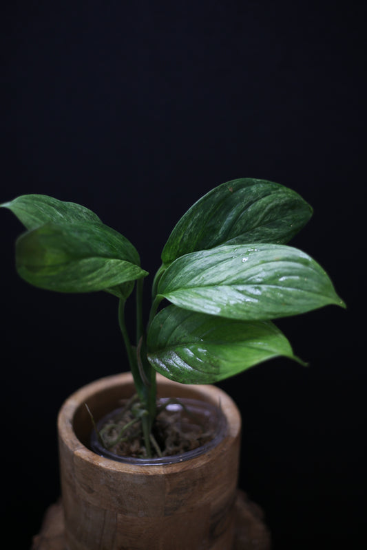 Scindapsus Perakensis Mint: Rare Species Aroid