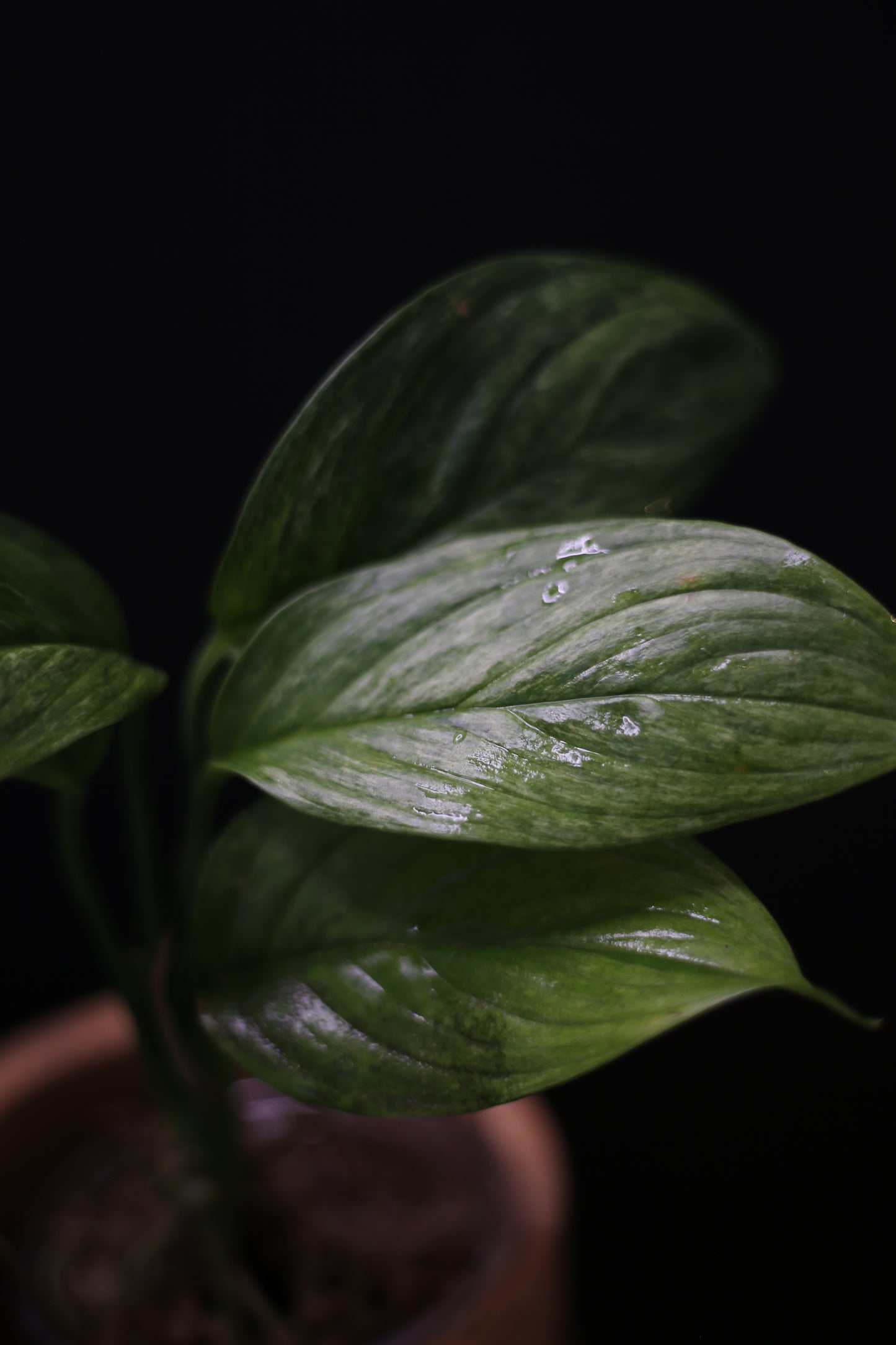 Scindapsus Perakensis Mint: Rare Species Aroid