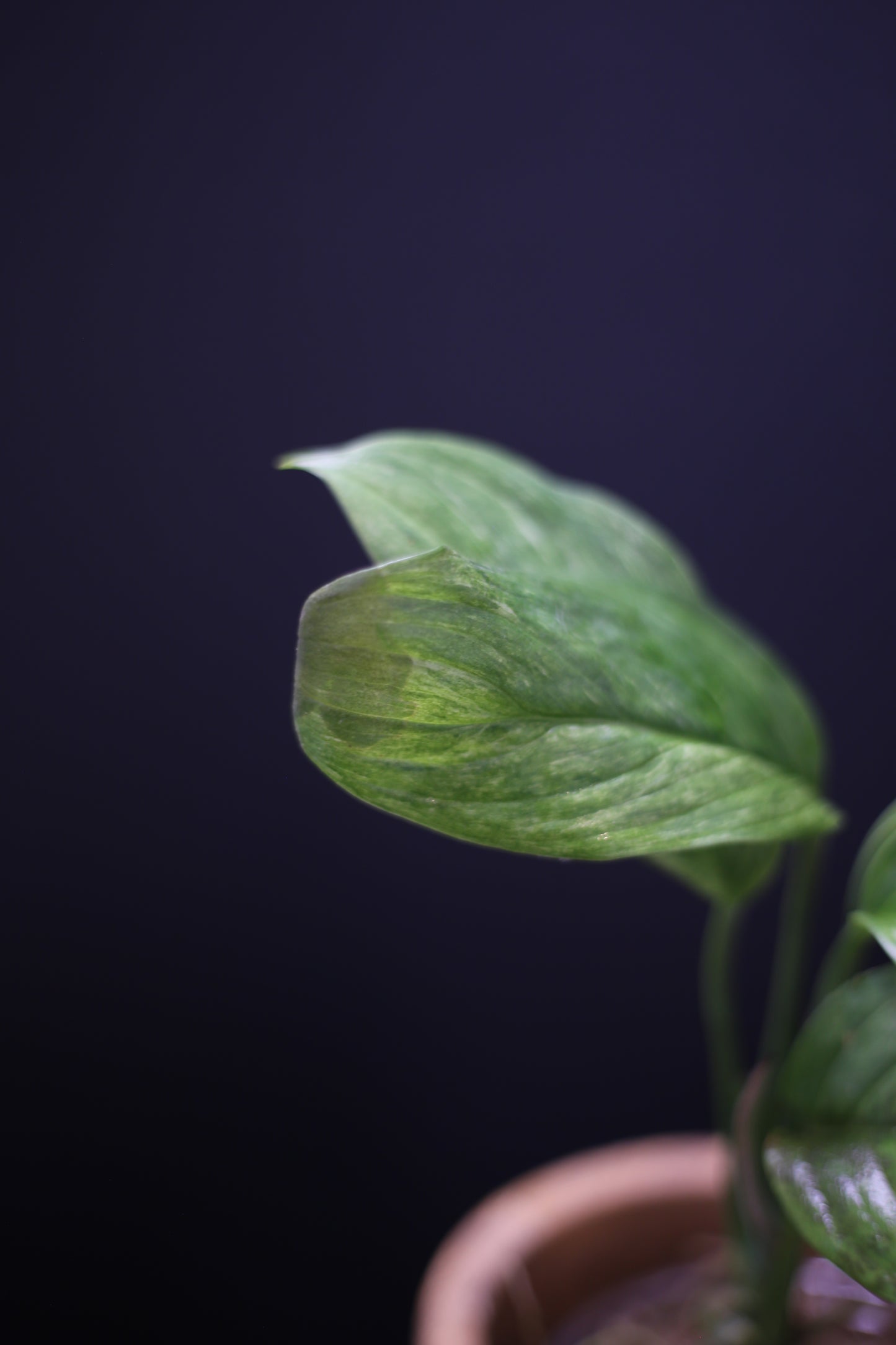 Scindapsus Perakensis Mint: Rare Species Aroid