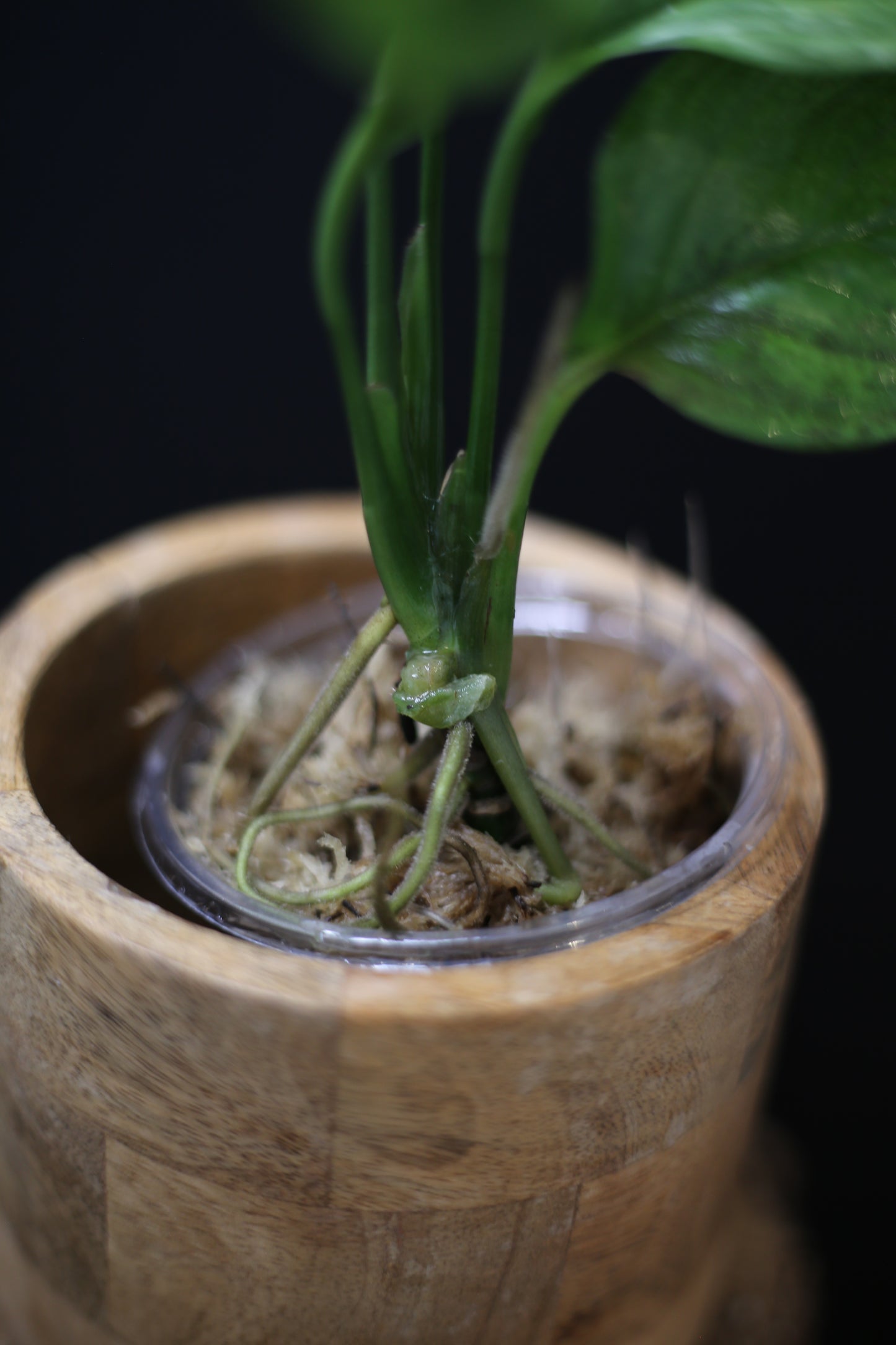Scindapsus Perakensis Mint: Rare Species Aroid