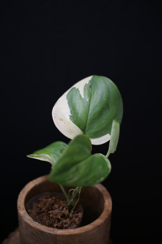 Scindapsus treubii Moonlight Aurea Variegated: Rare Find