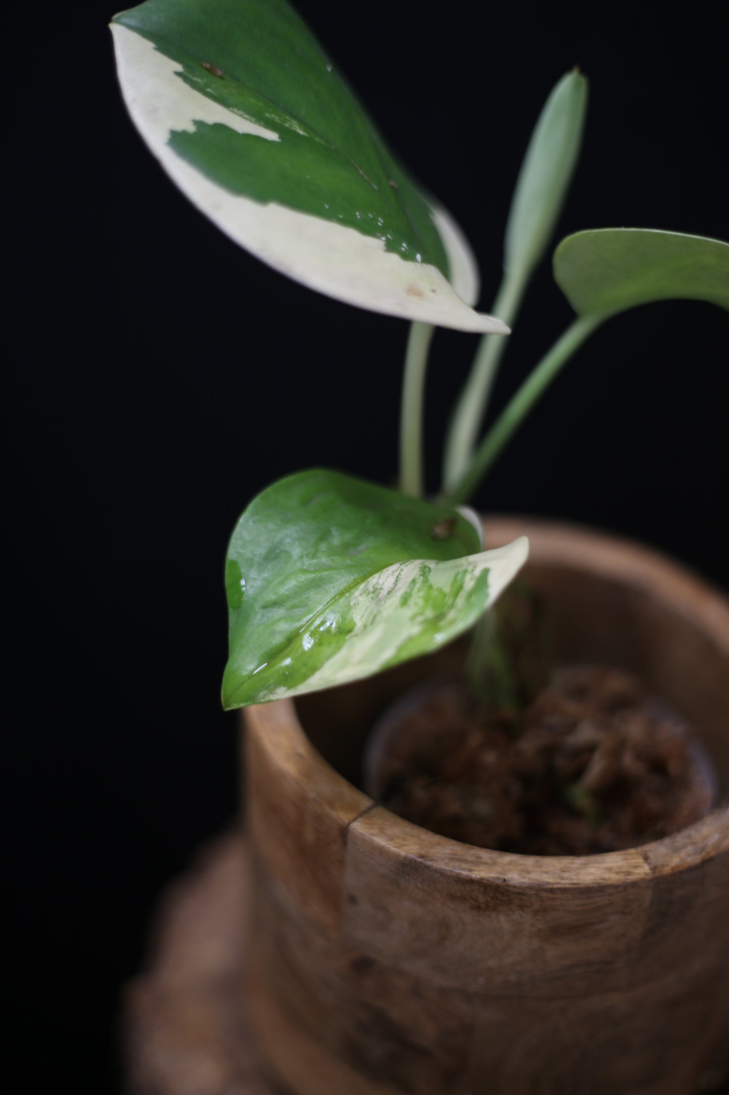 Scindapsus treubii Moonlight Aurea Variegated: Rare Find
