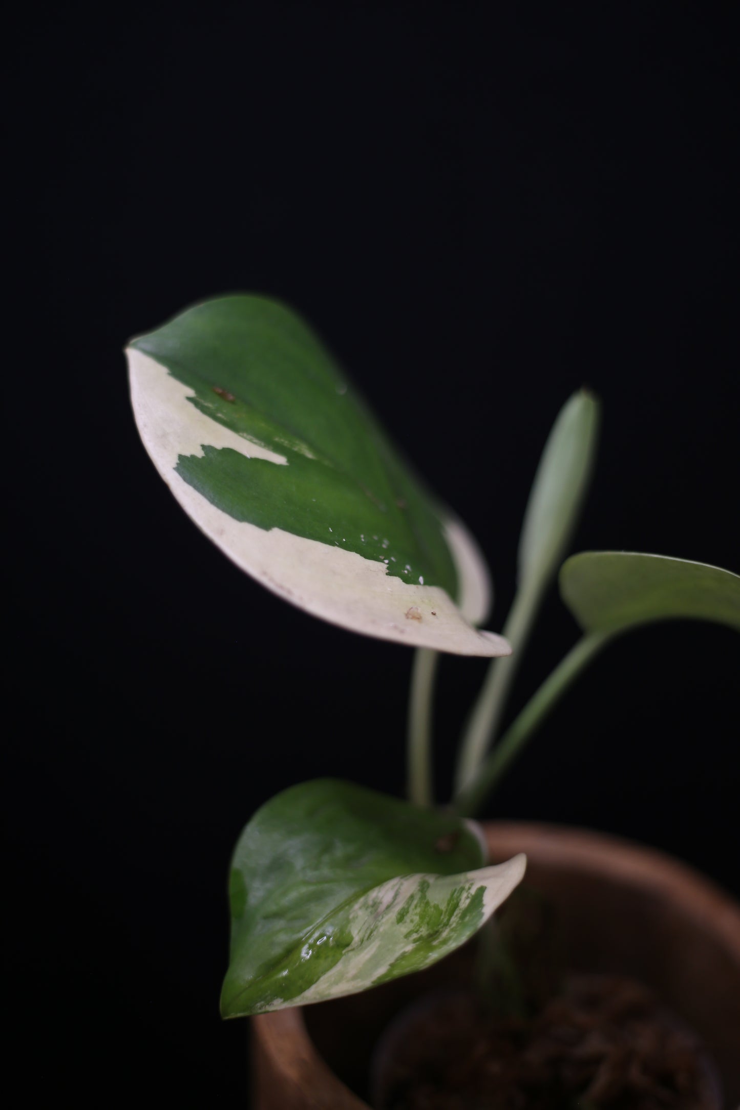 Scindapsus treubii Moonlight Aurea Variegated: Rare Find