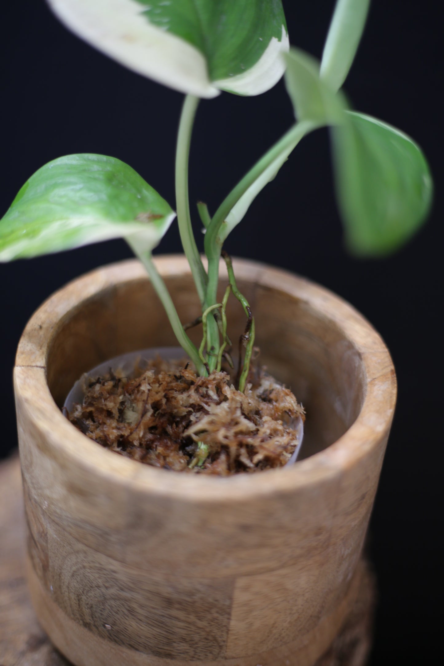 Scindapsus treubii Moonlight Aurea Variegated: Rare Find