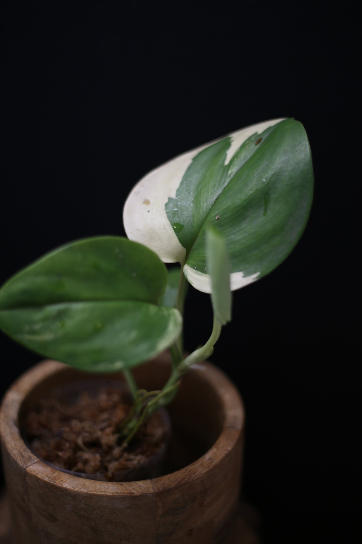 Scindapsus treubii Moonlight Aurea Variegated: Rare Find