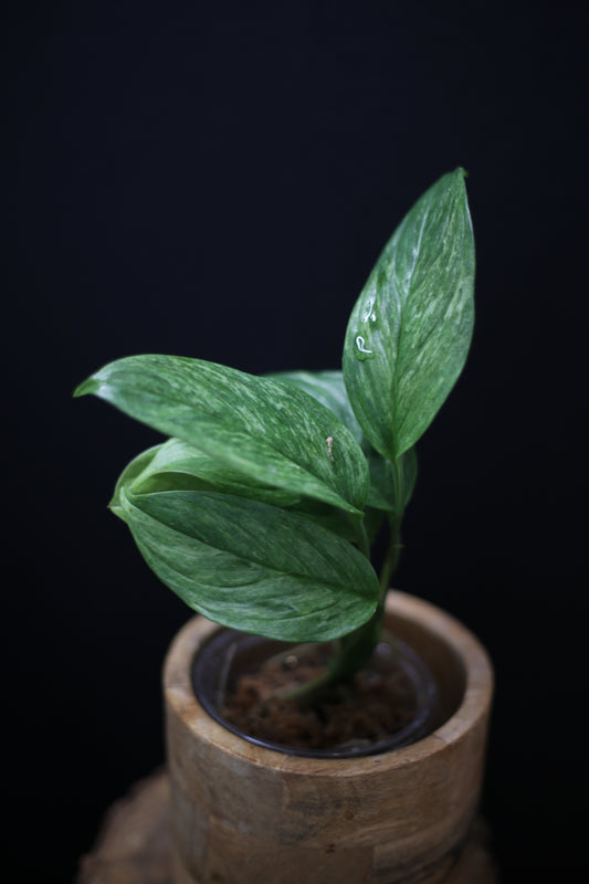 Scindapsus Perakensis Mint | Pale Sage Foliage