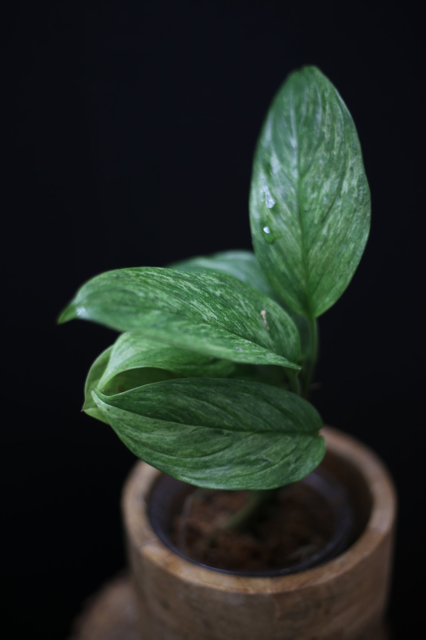 Scindapsus Perakensis Mint | Pale Sage Foliage