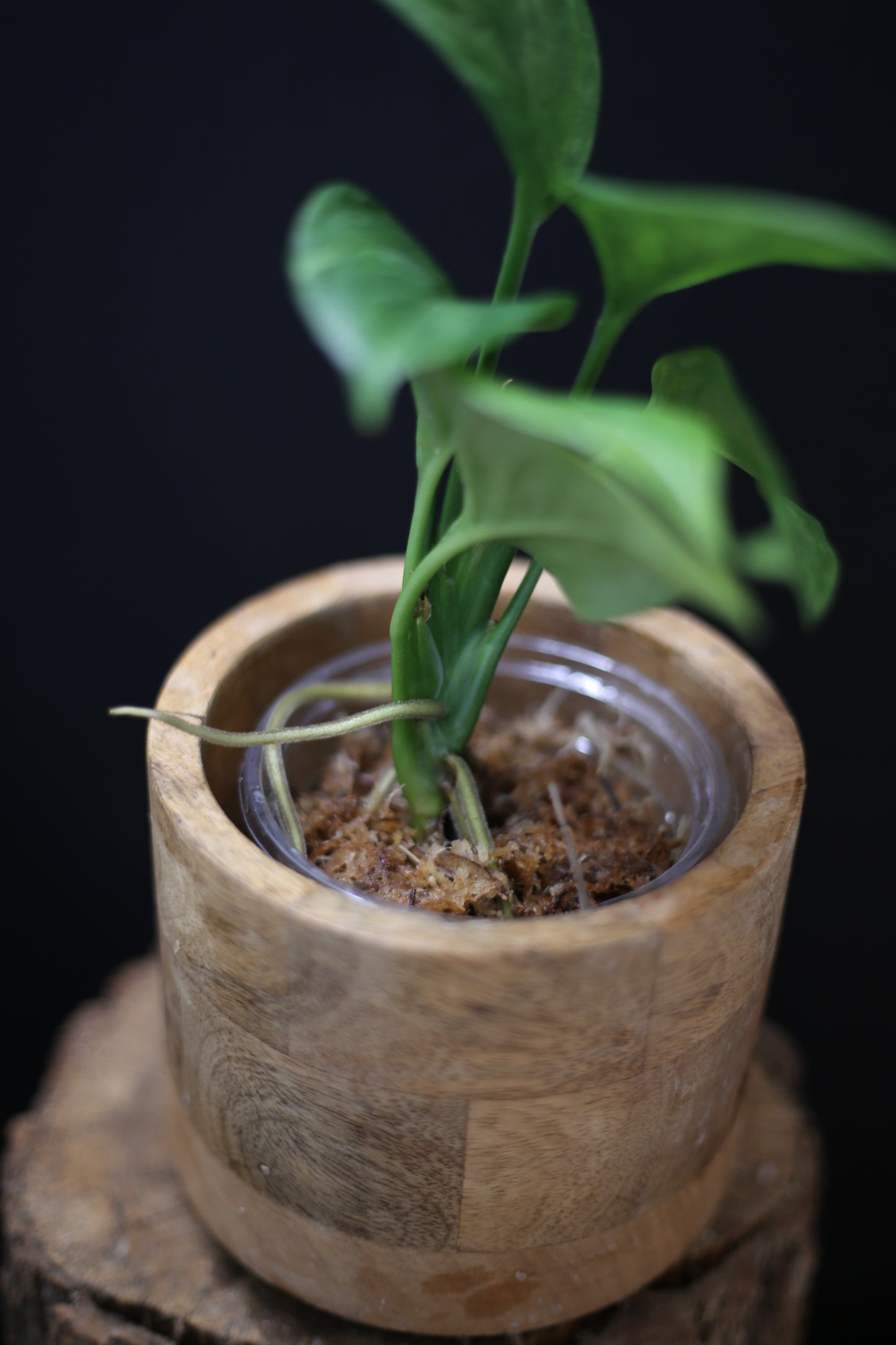 Scindapsus Perakensis Mint | Pale Sage Foliage