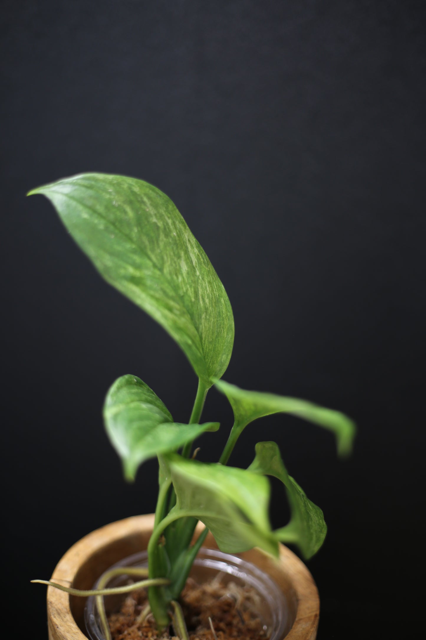 Scindapsus Perakensis Mint | Pale Sage Foliage