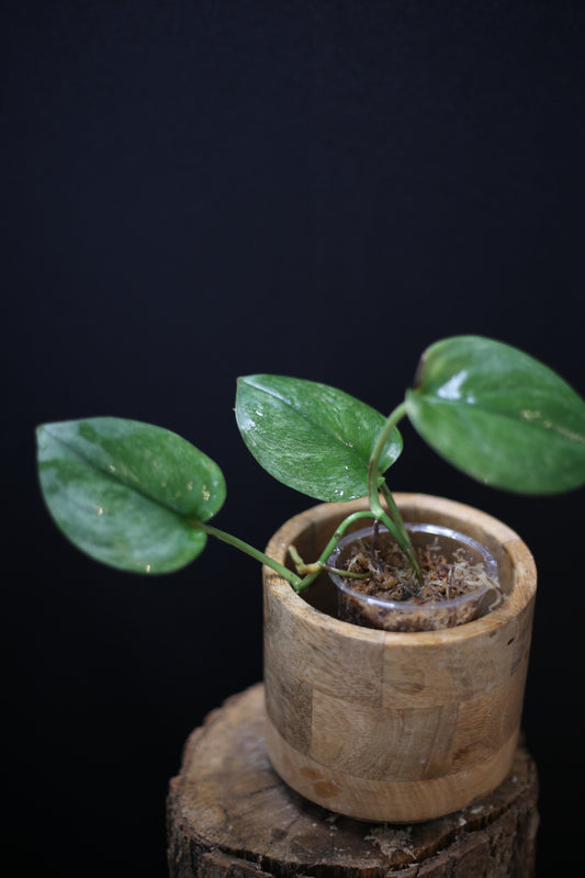 Scindapsus treubii Ghost Mint: Rare Pale Form Aroid