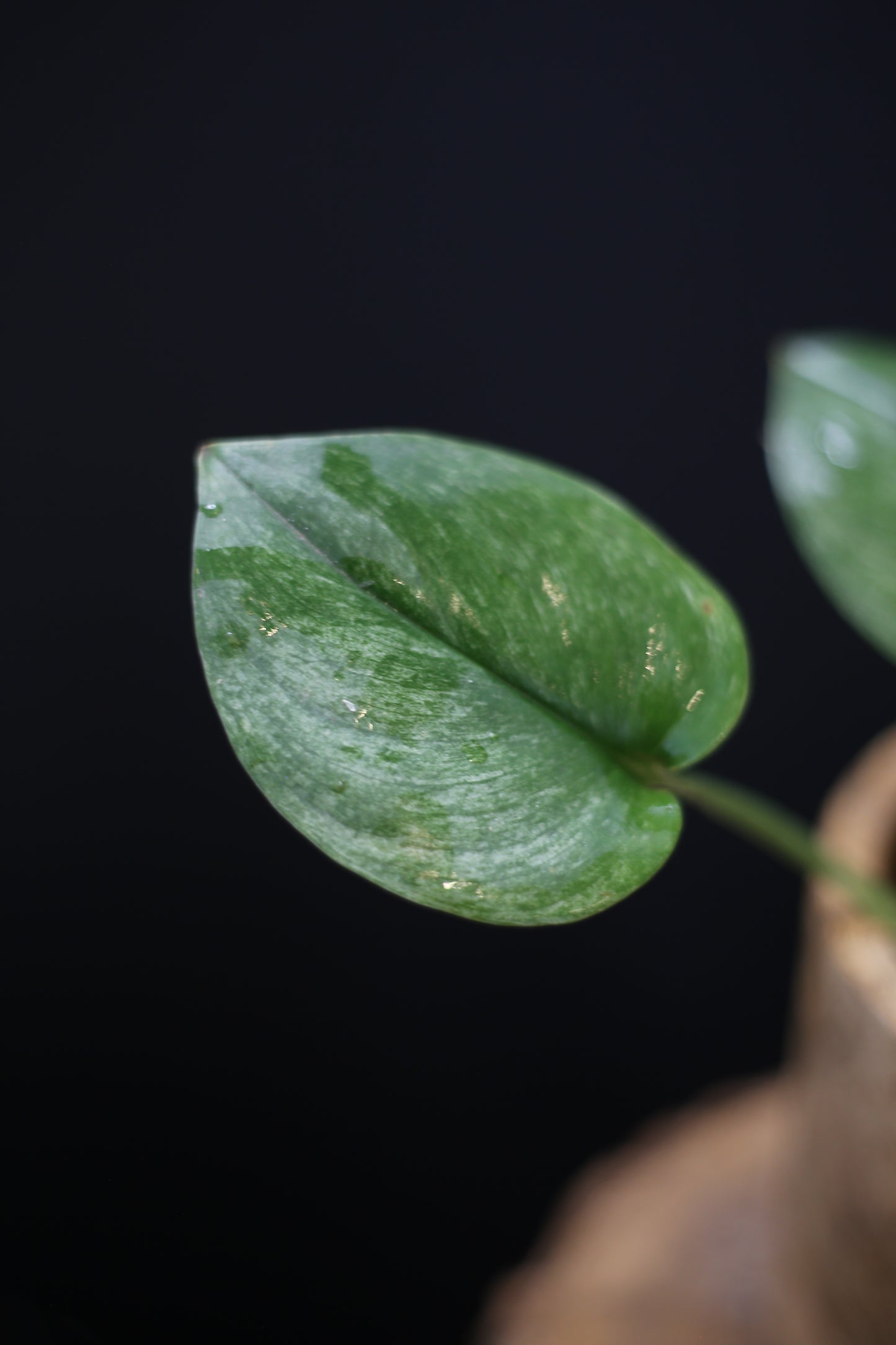 Scindapsus treubii Ghost Mint: Rare Pale Form Aroid