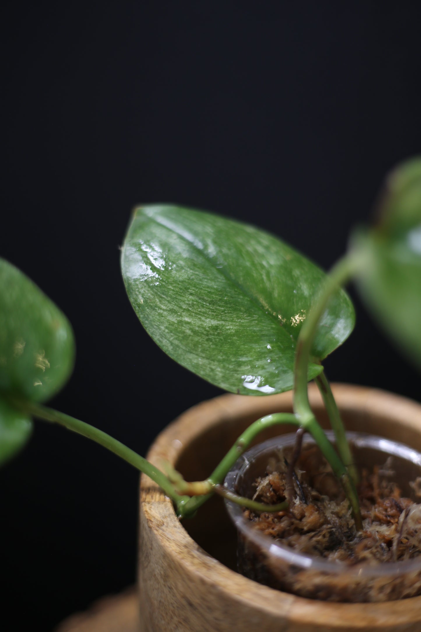 Scindapsus treubii Ghost Mint: Rare Pale Form Aroid