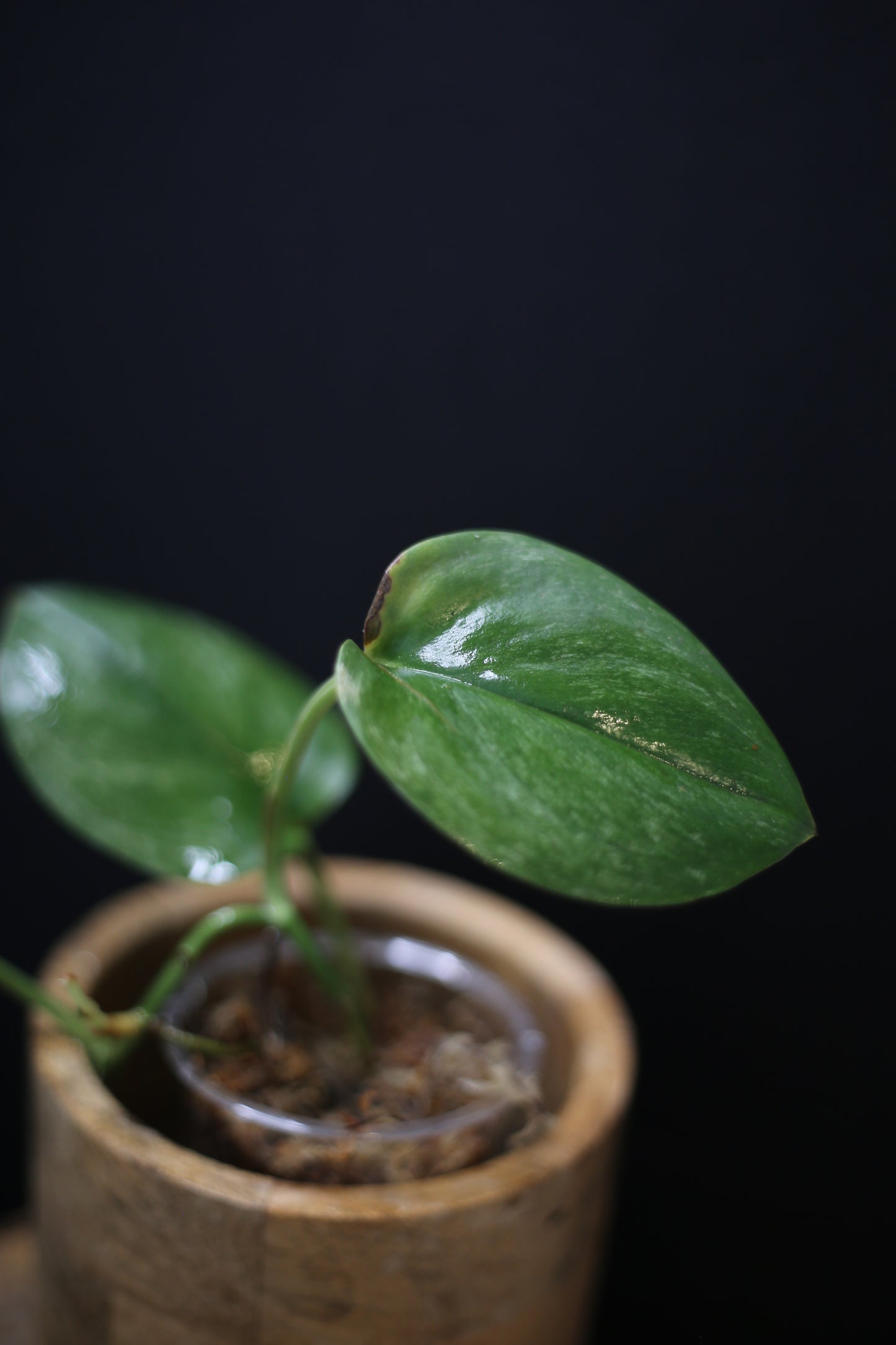 Scindapsus treubii Ghost Mint: Rare Pale Form Aroid