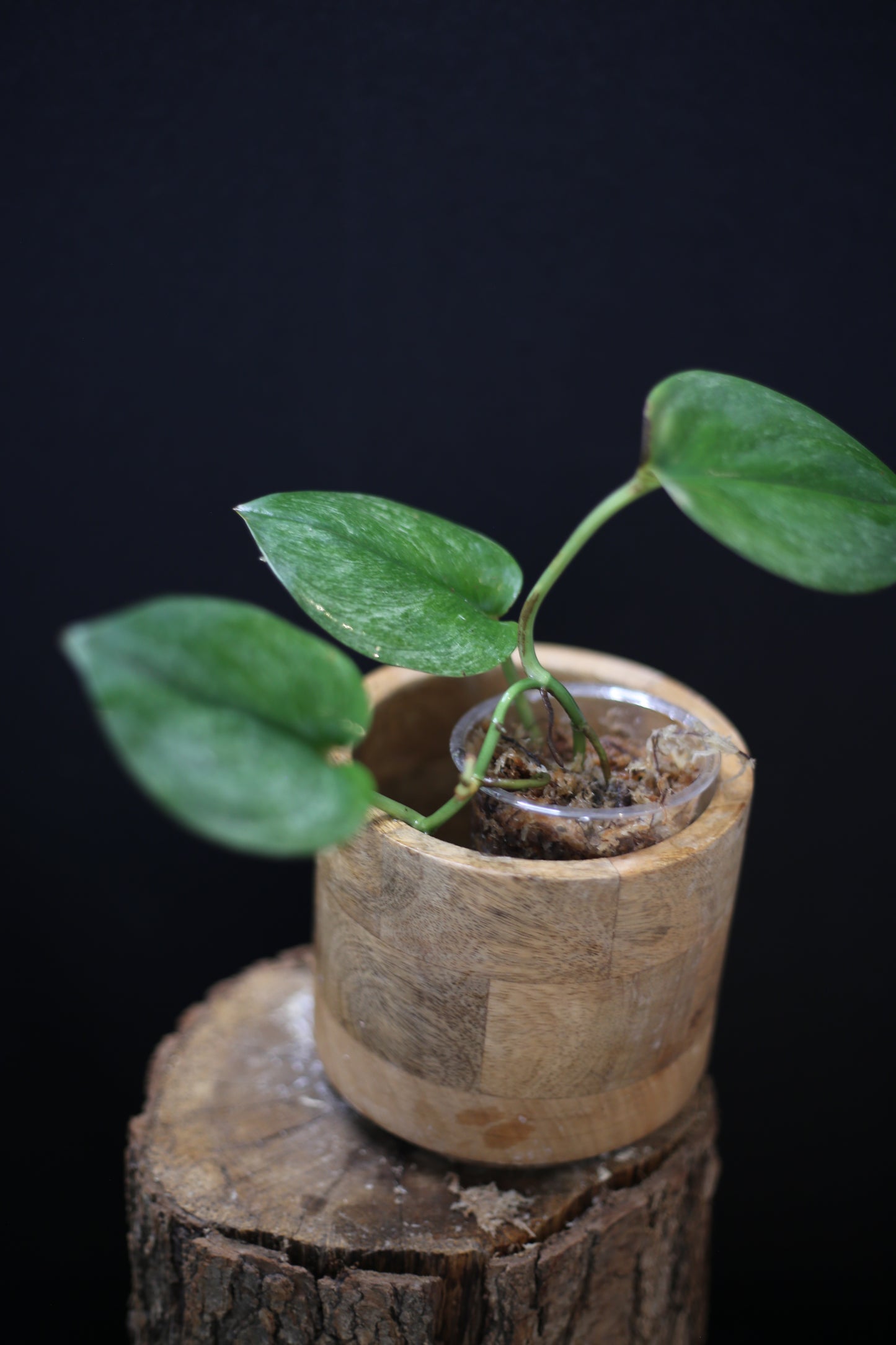 Scindapsus treubii Ghost Mint: Rare Pale Form Aroid