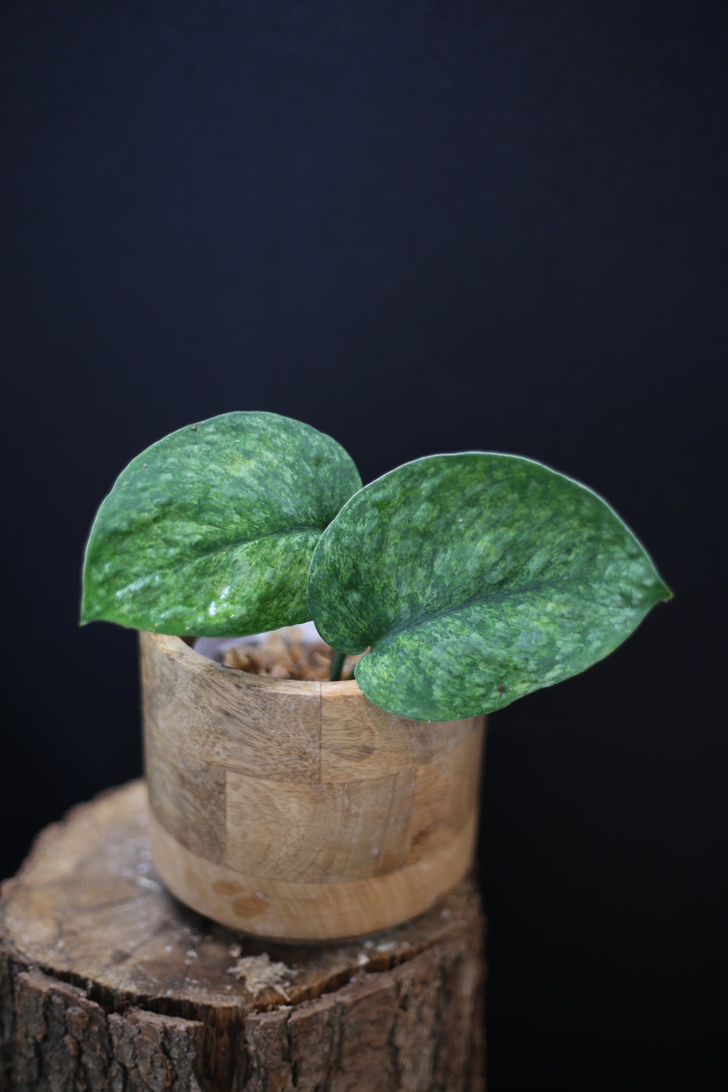 Scindapsus exotica Golden Mint: Rare Variegated Aroid