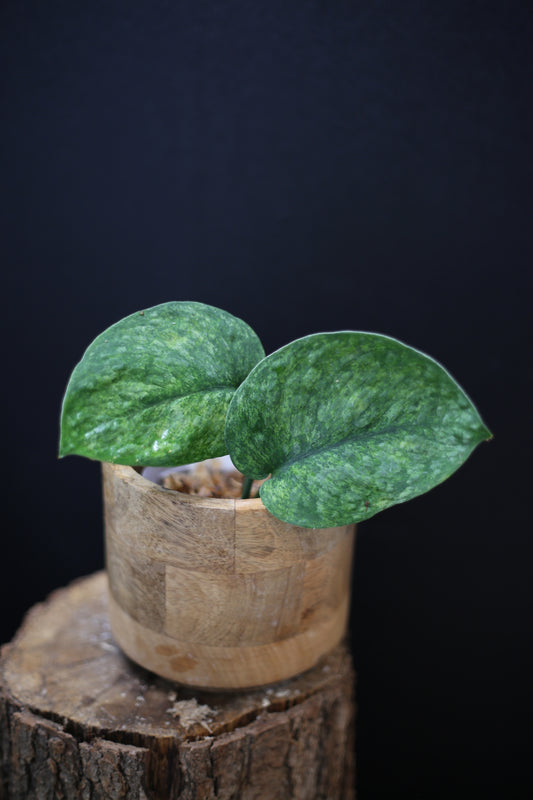 Scindapsus exotica Golden Mint: Rare Variegated Aroid