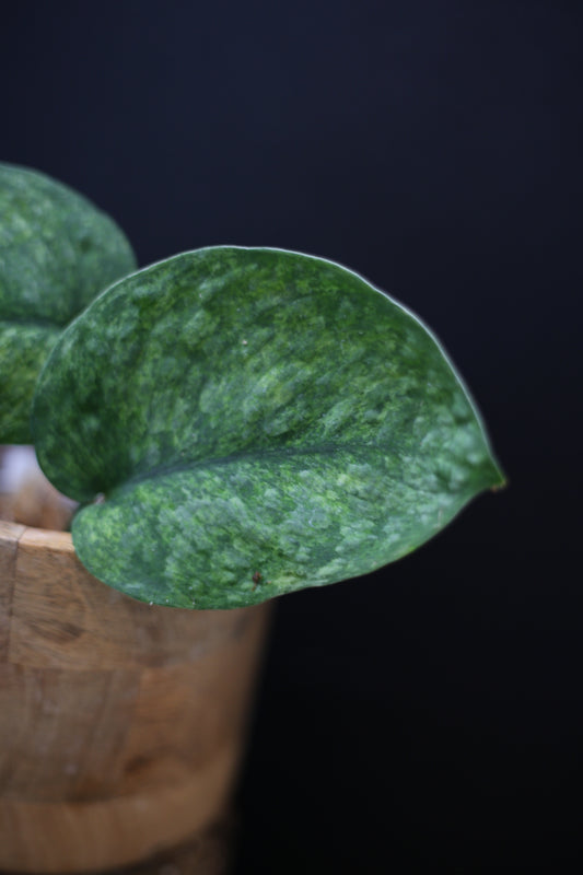 Scindapsus exotica Golden Mint: Rare Variegated Aroid