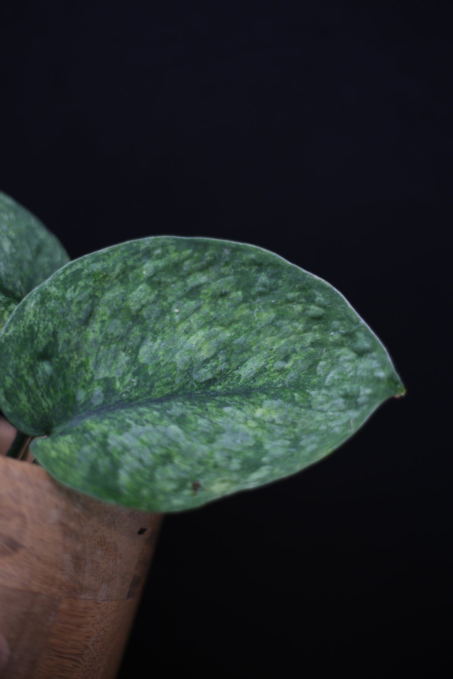Scindapsus exotica Golden Mint: Rare Variegated Aroid