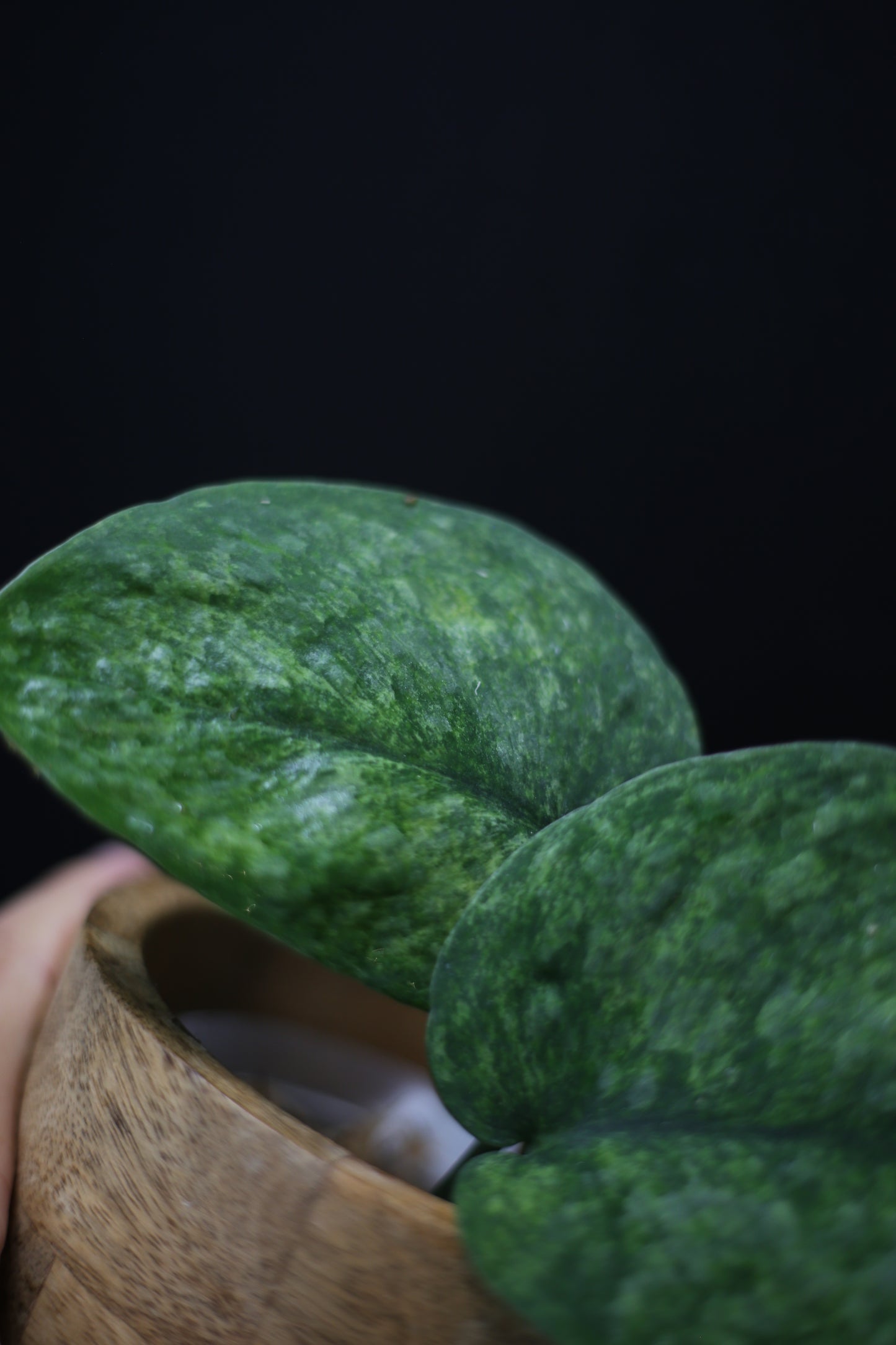 Scindapsus exotica Golden Mint: Rare Variegated Aroid