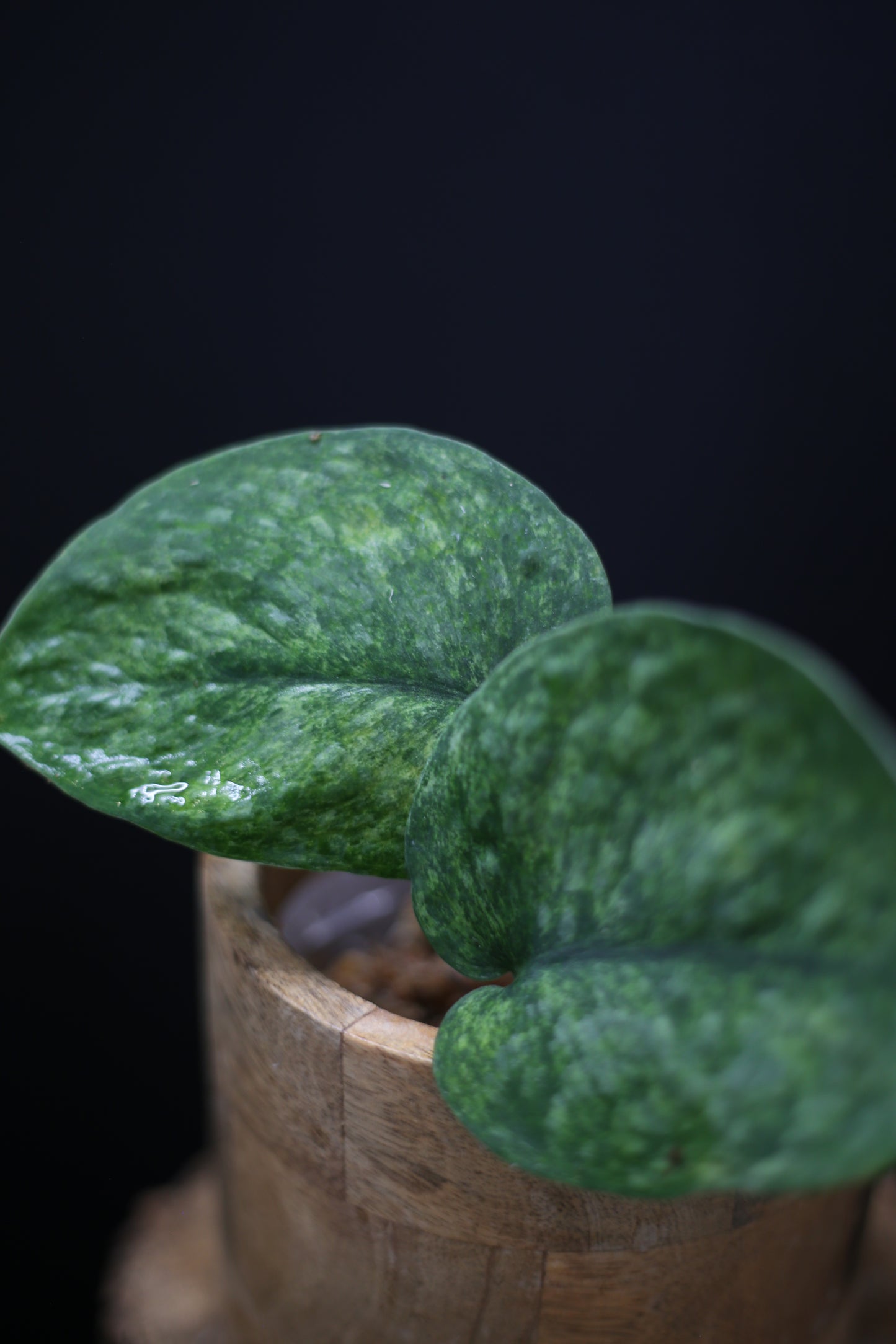 Scindapsus exotica Golden Mint: Rare Variegated Aroid