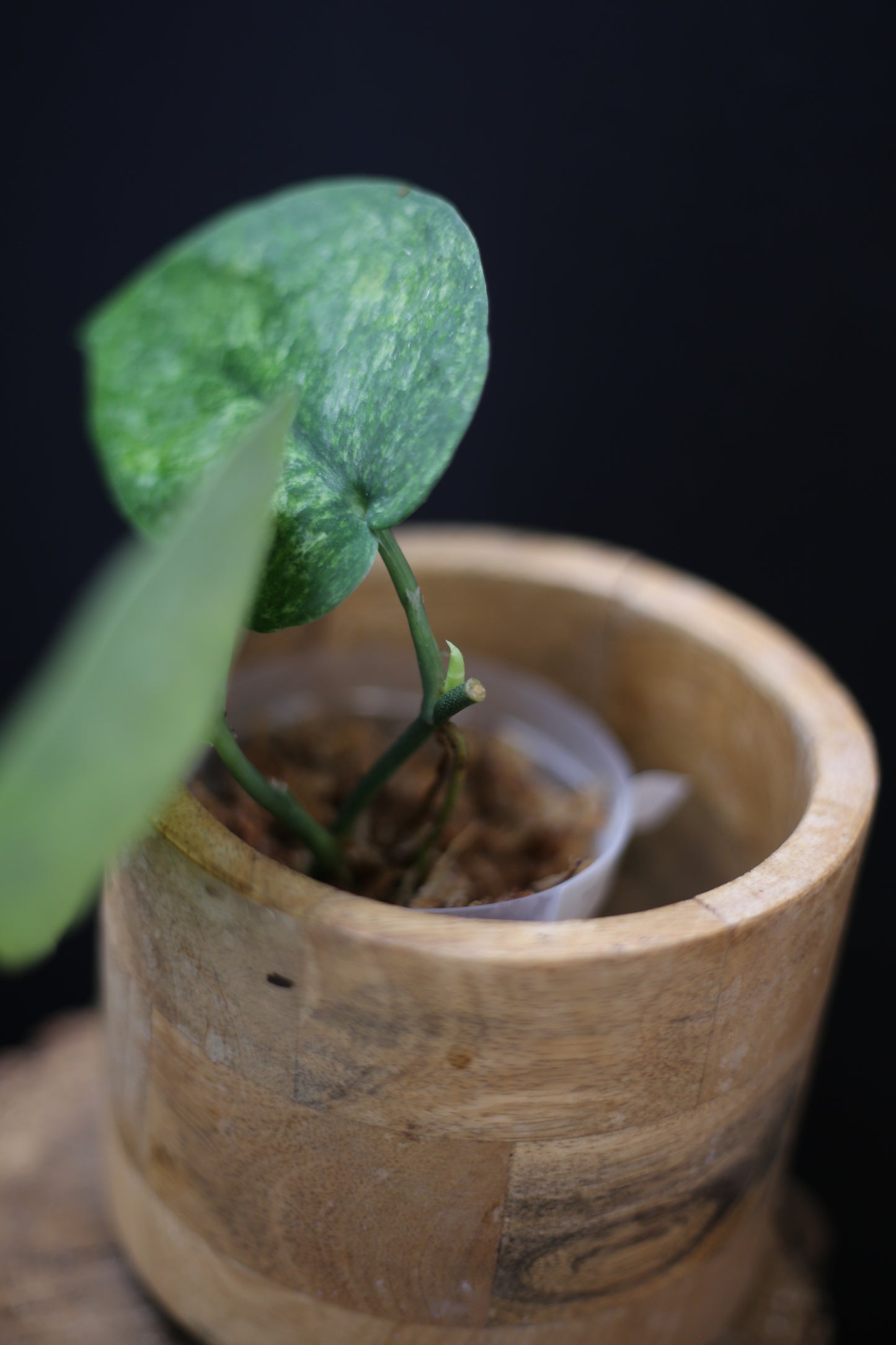 Scindapsus exotica Golden Mint: Rare Variegated Aroid