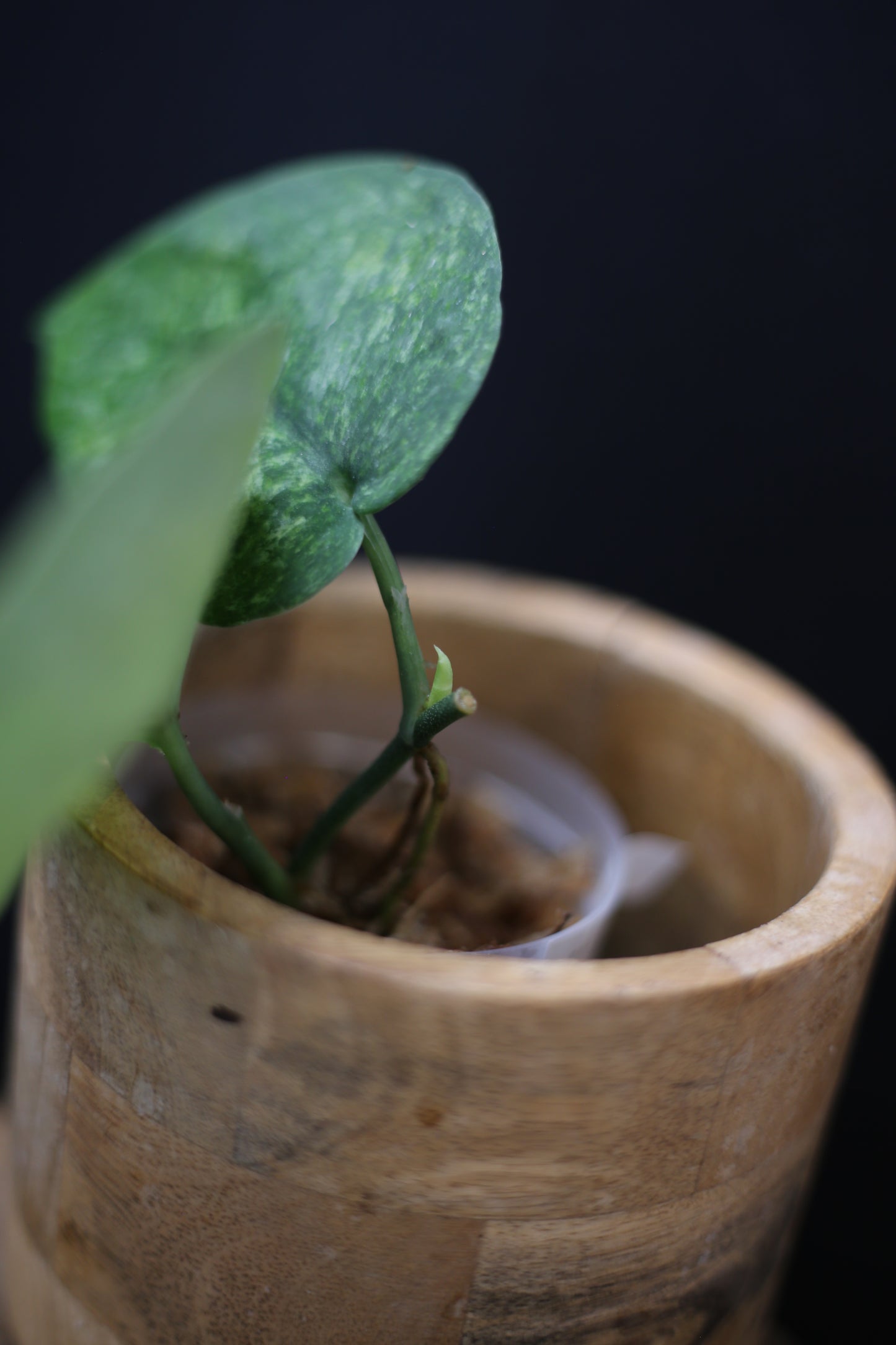 Scindapsus exotica Golden Mint: Rare Variegated Aroid