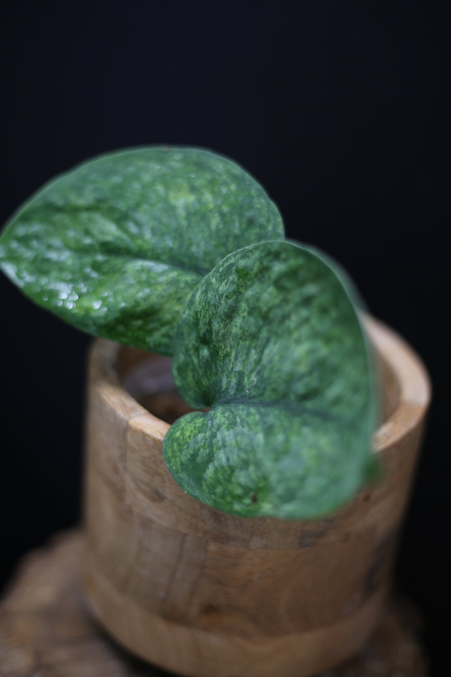Scindapsus exotica Golden Mint: Rare Variegated Aroid