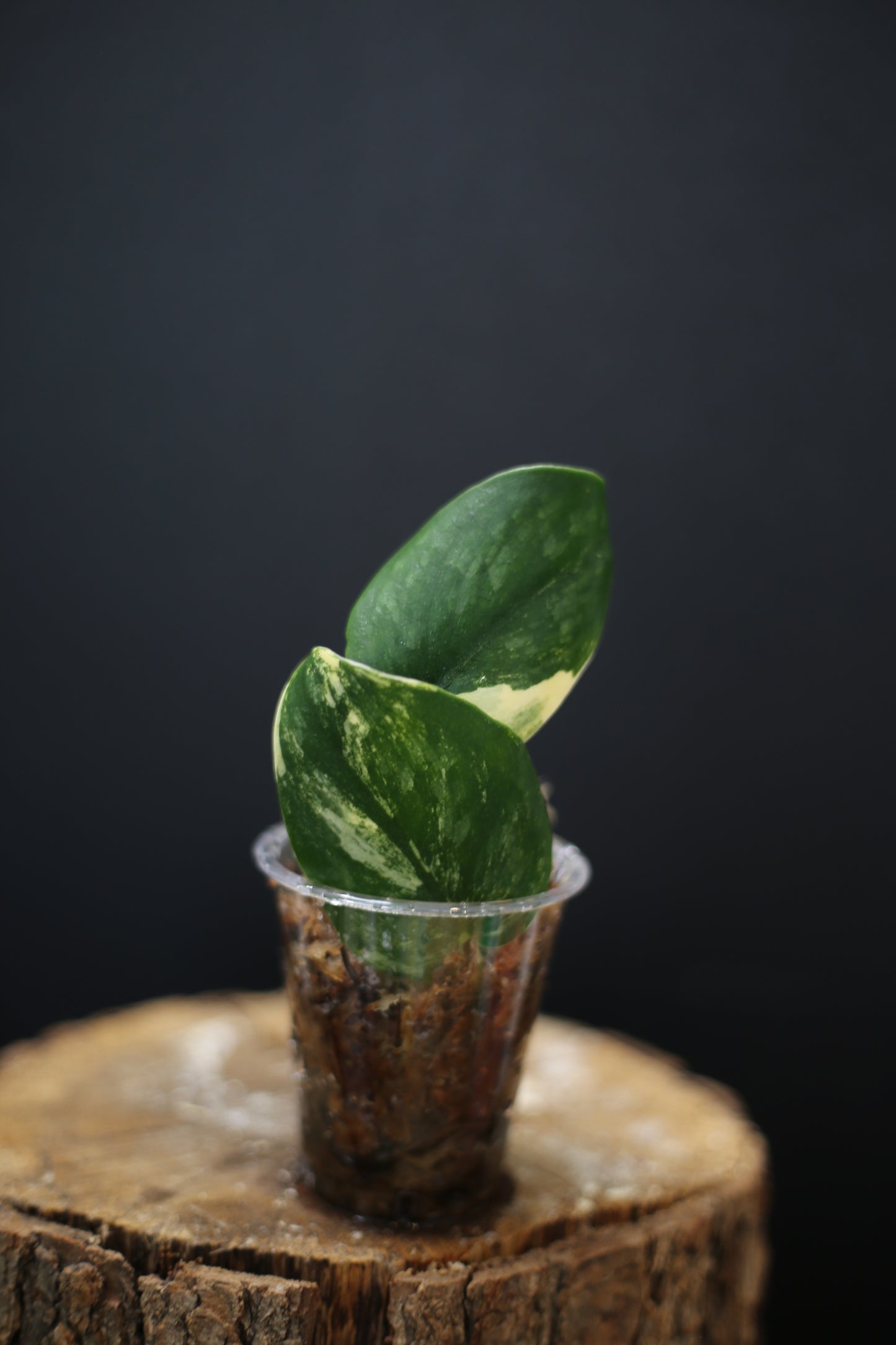 Scindapsus Green Diamond: Rare Thick Leaf Aroid