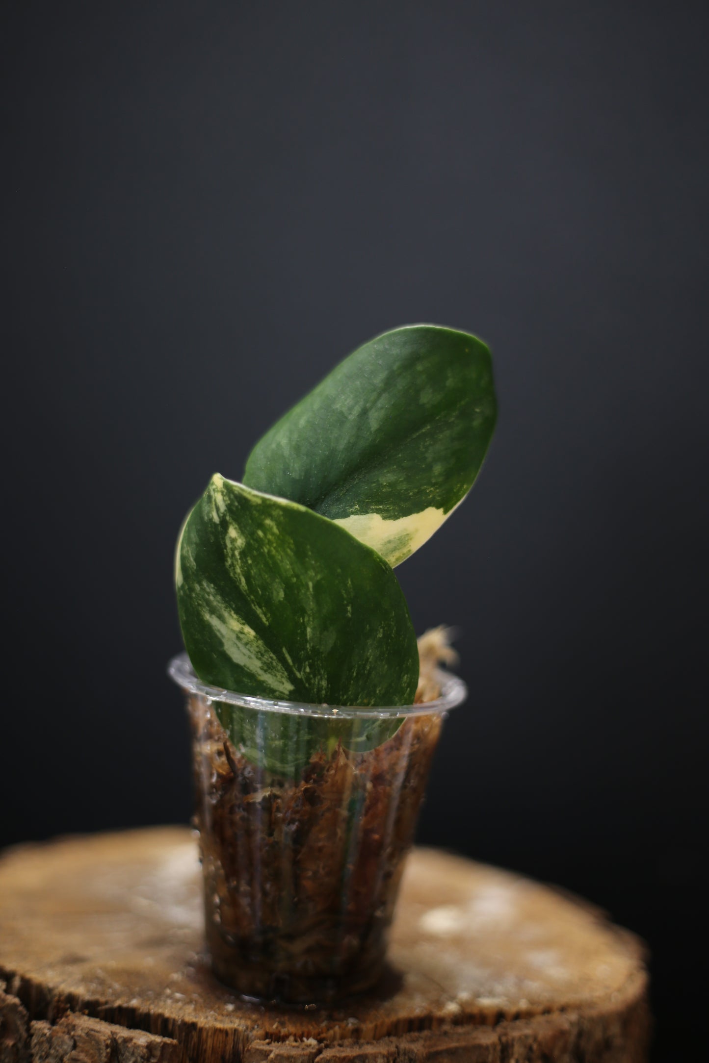 Scindapsus Green Diamond: Rare Thick Leaf Aroid