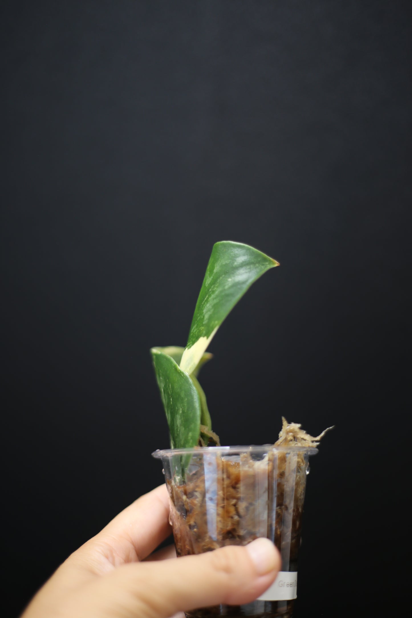 Scindapsus Green Diamond: Rare Thick Leaf Aroid