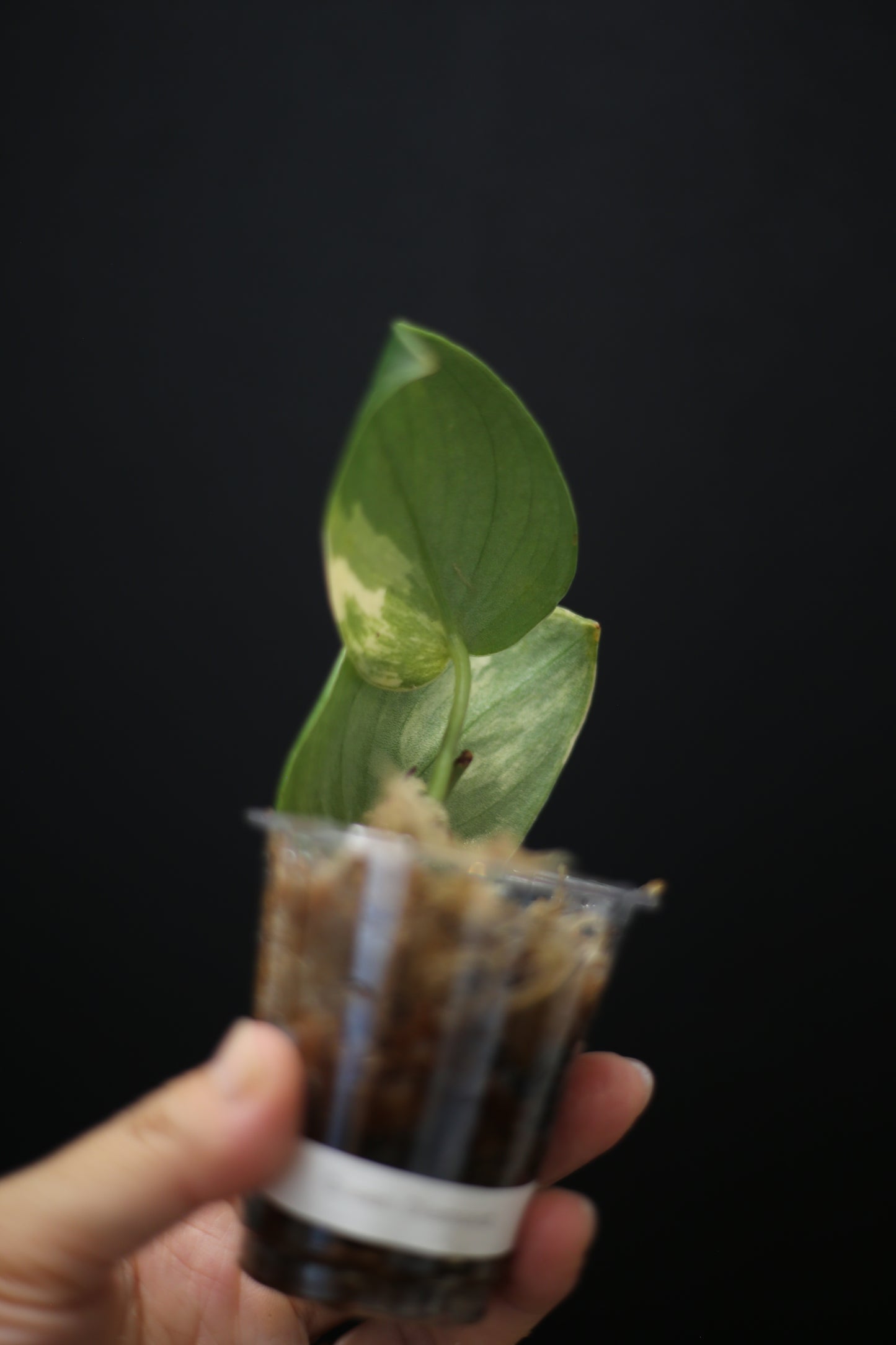 Scindapsus Green Diamond: Rare Thick Leaf Aroid