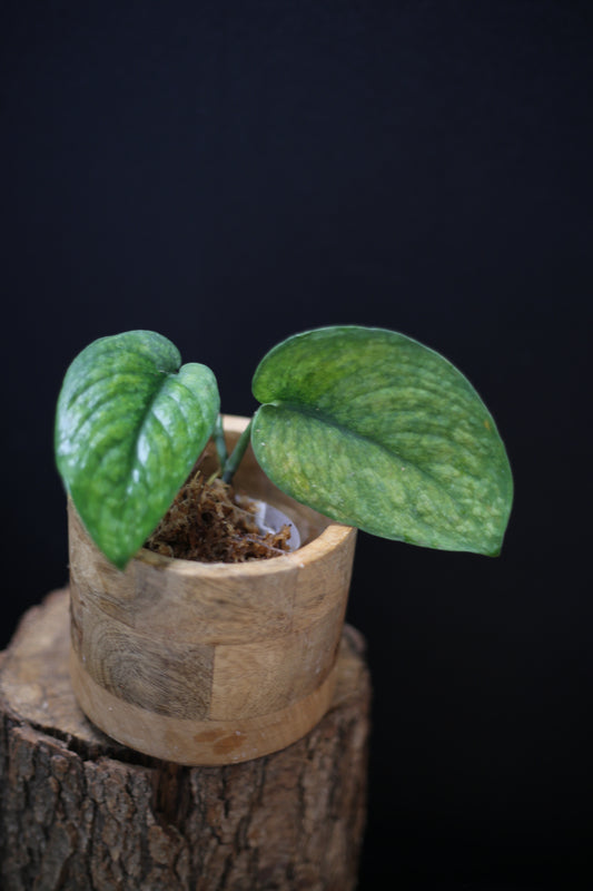 Scindapsus exotica Golden Mint | Bold Gold Variegation
