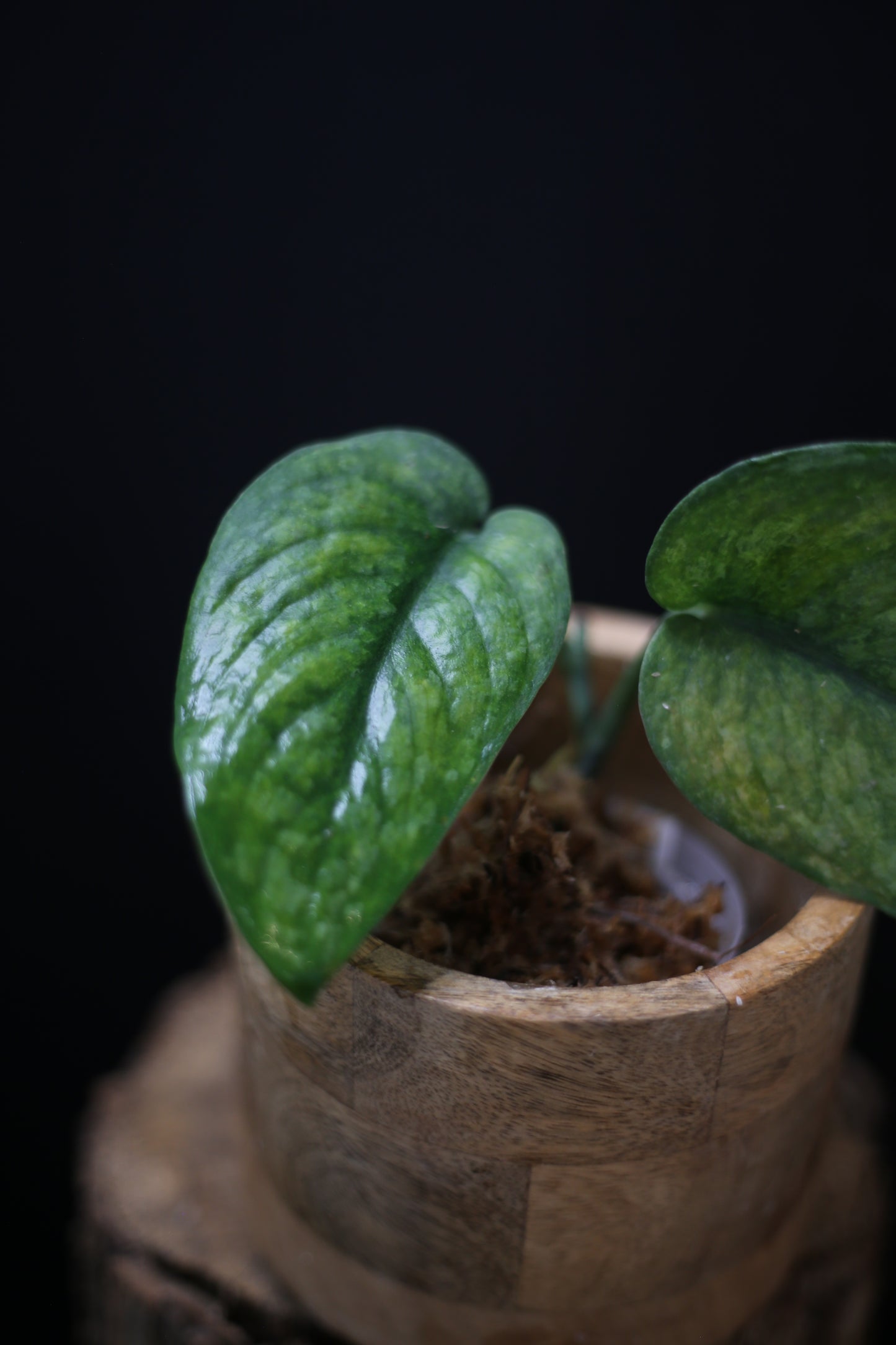 Scindapsus exotica Golden Mint | Bold Gold Variegation