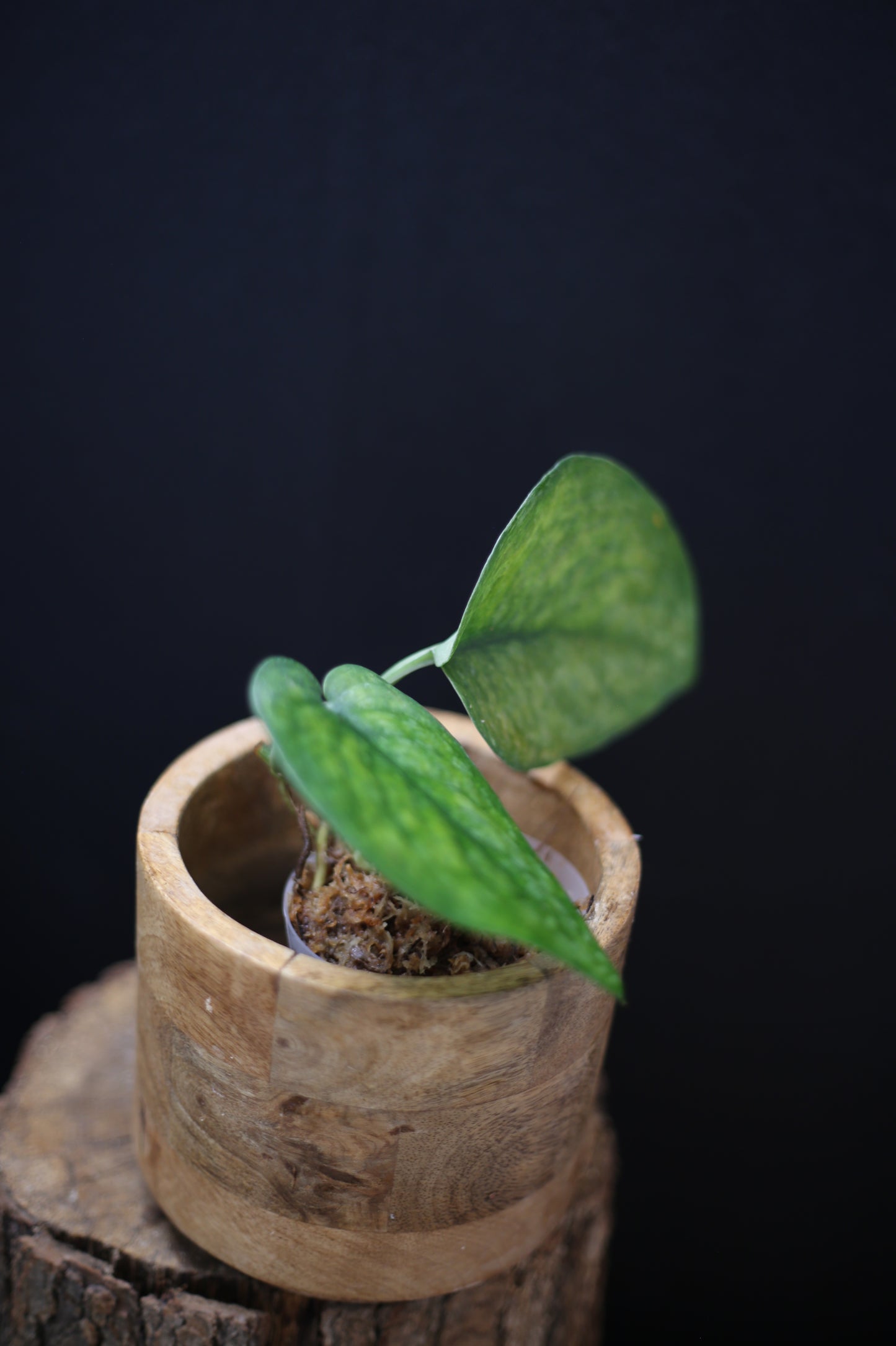 Scindapsus exotica Golden Mint | Bold Gold Variegation