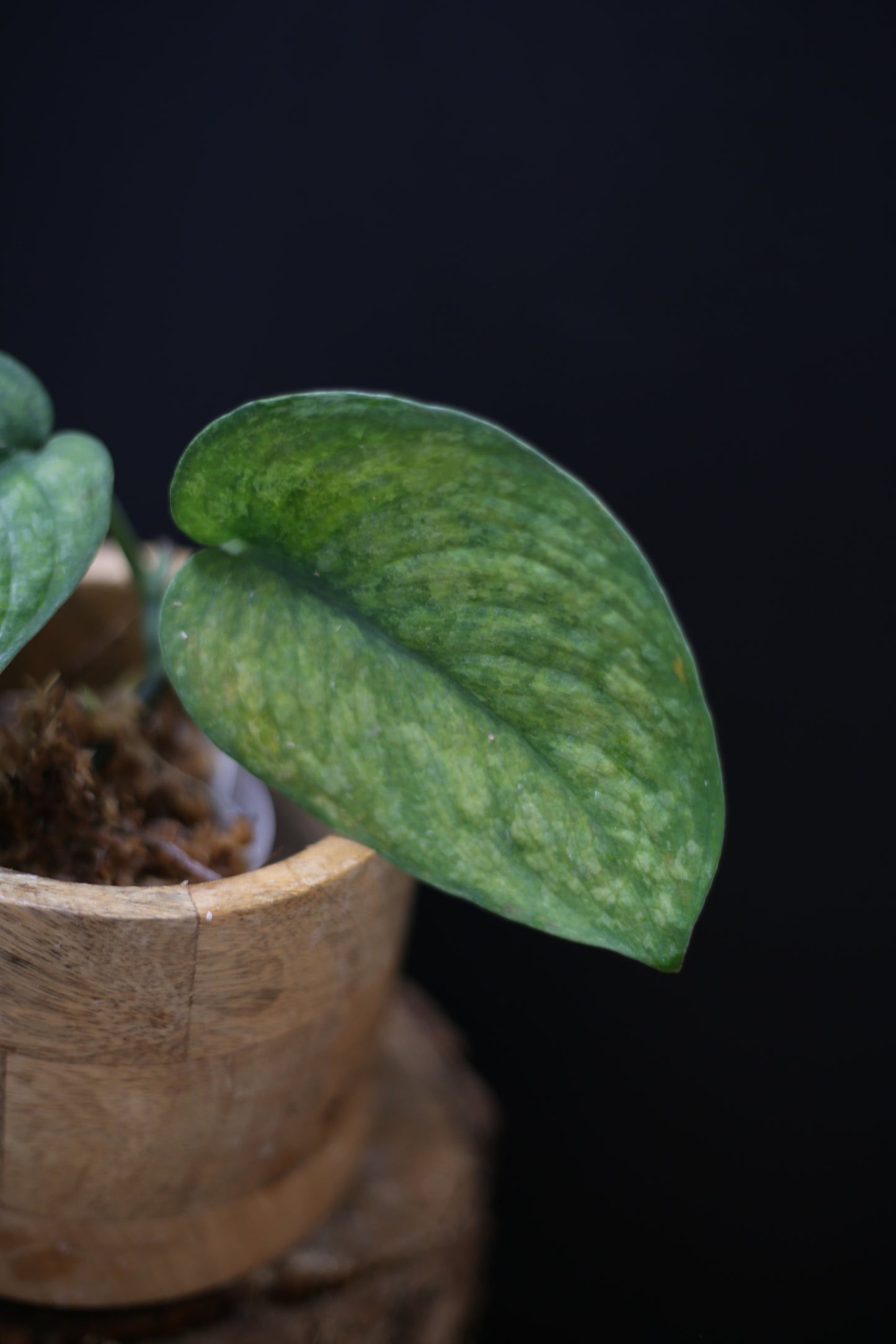 Scindapsus exotica Golden Mint | Bold Gold Variegation